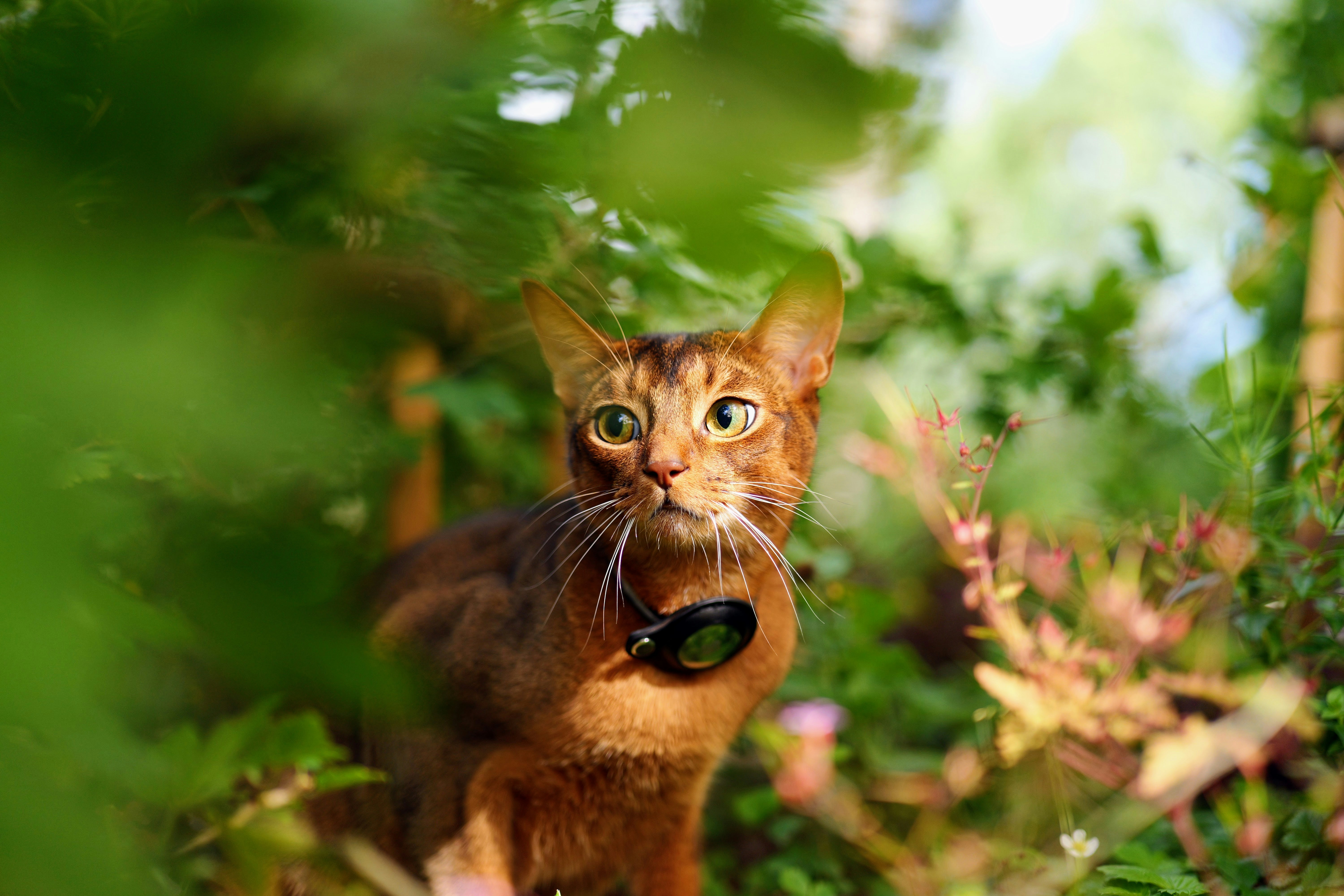 High Protein Kitten Food for Abyssinian Kittens: Dry Food Feeding Guide