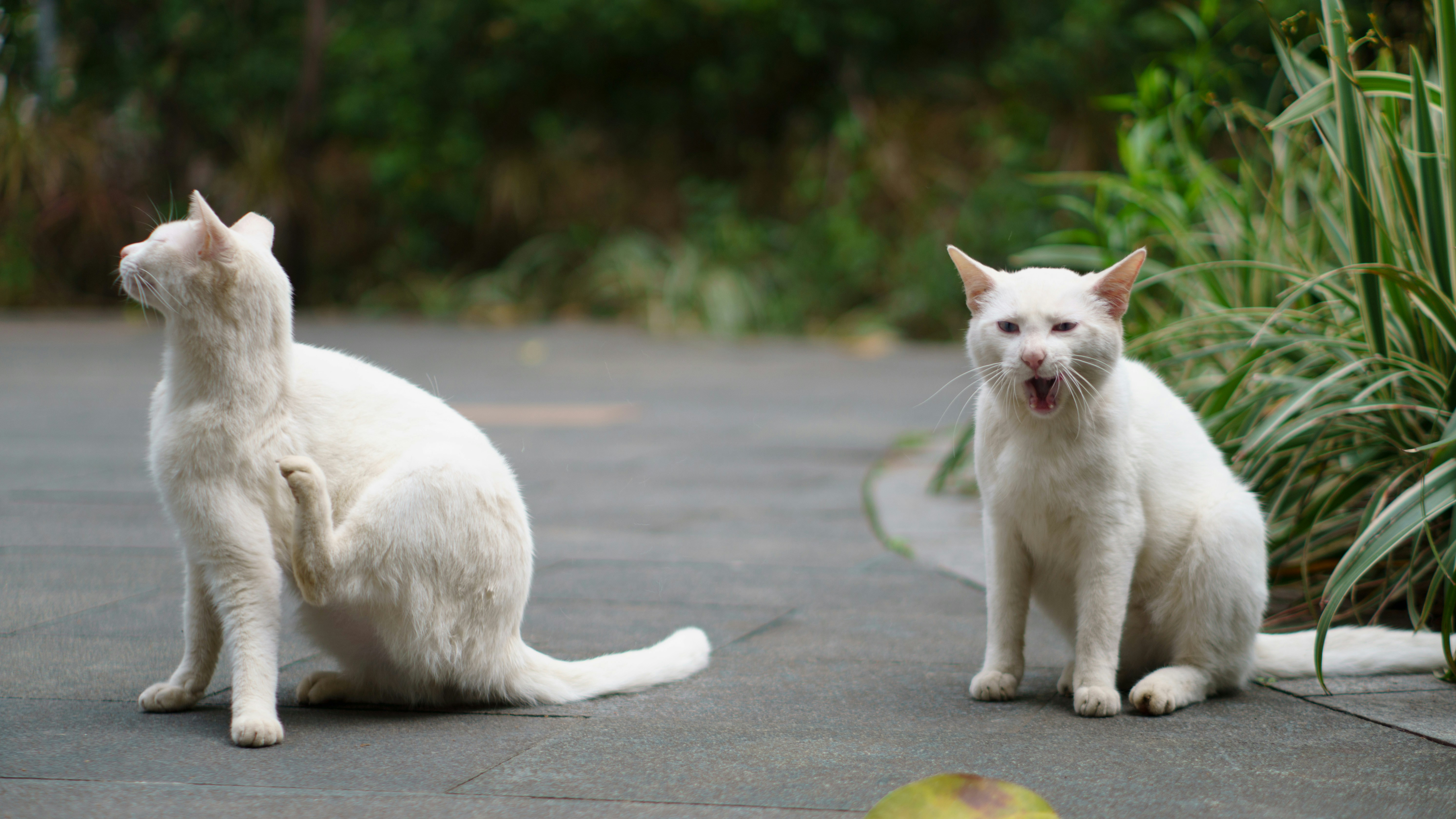 Persian Cat Kitten Nutrition: Feeding Your Growing Fluffy Friend