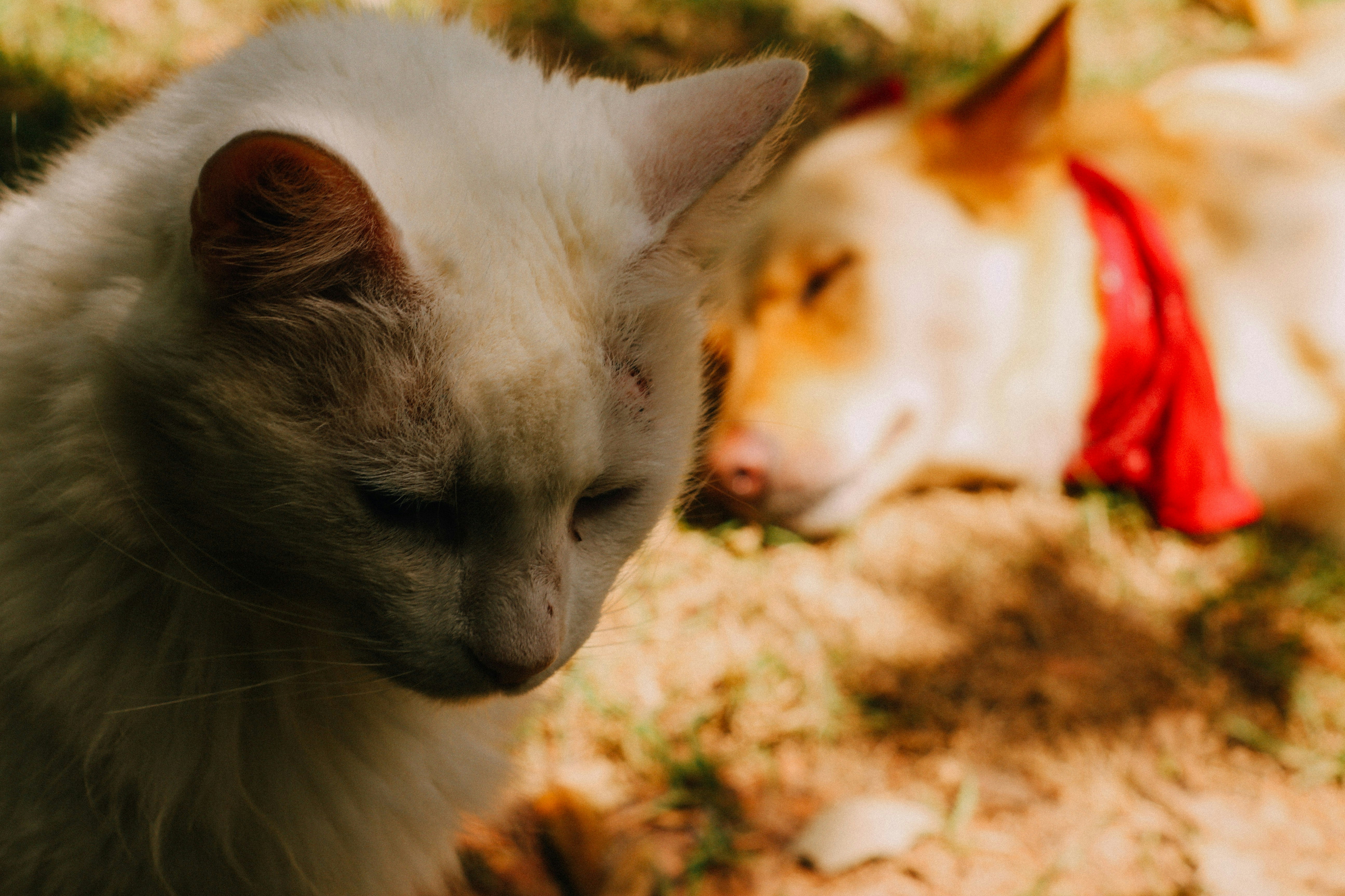 French Bulldog Puppy Nutrition: Feeding Your Growing Frenchie