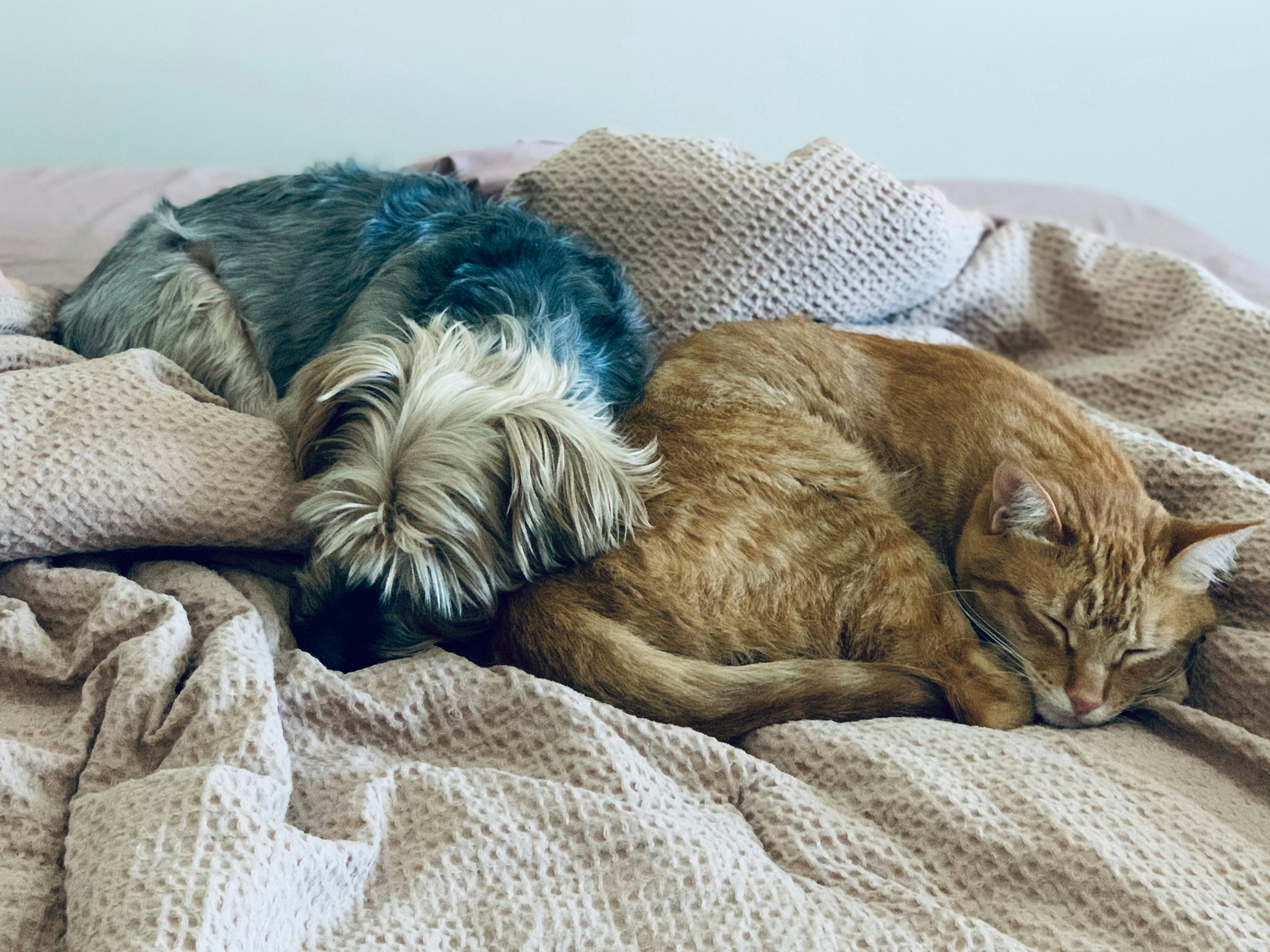 Best Cat Food for Indoor Cats: Complete Nutrition Guide