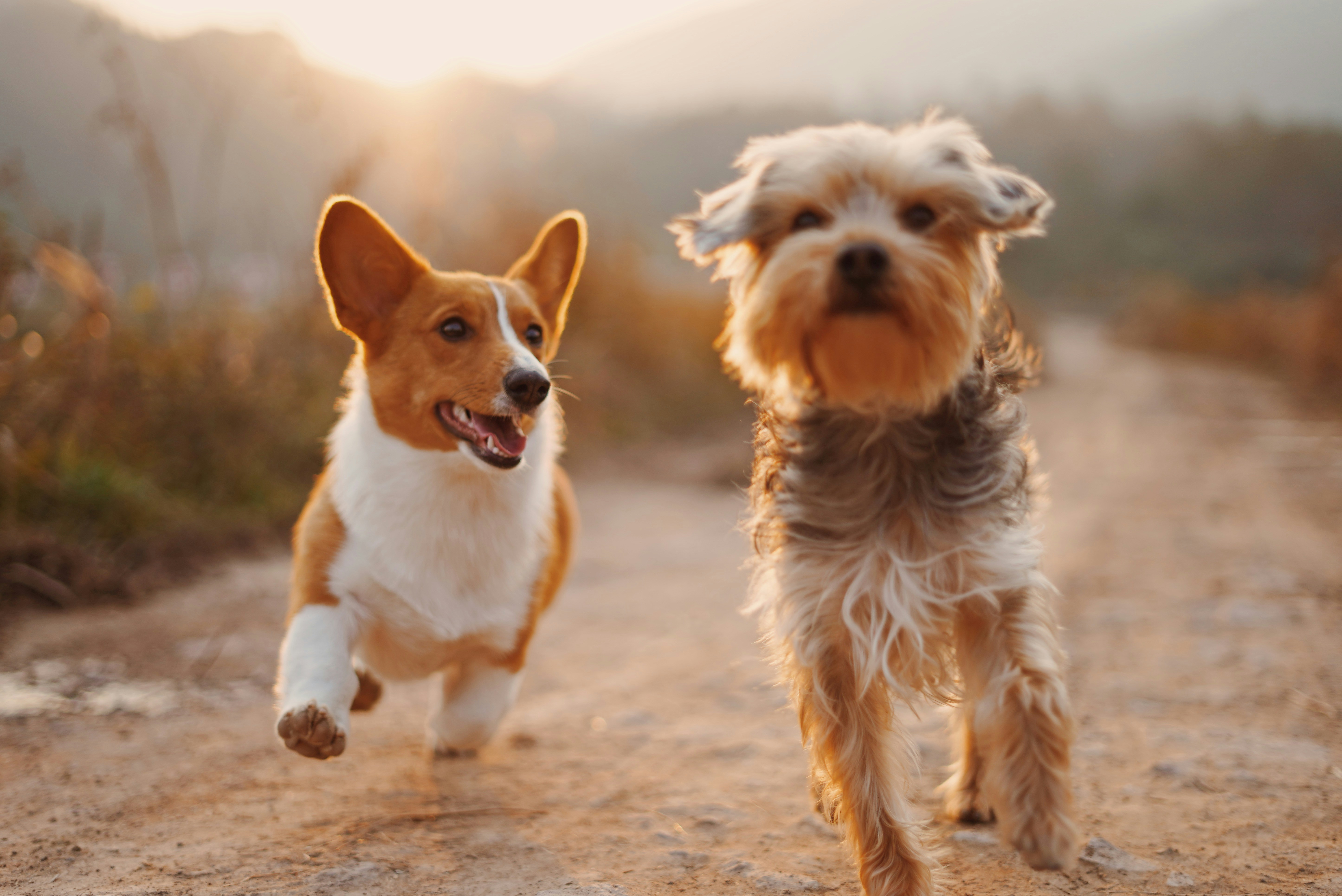 Dog Dental Health and Diet: How Food Affects Teeth
