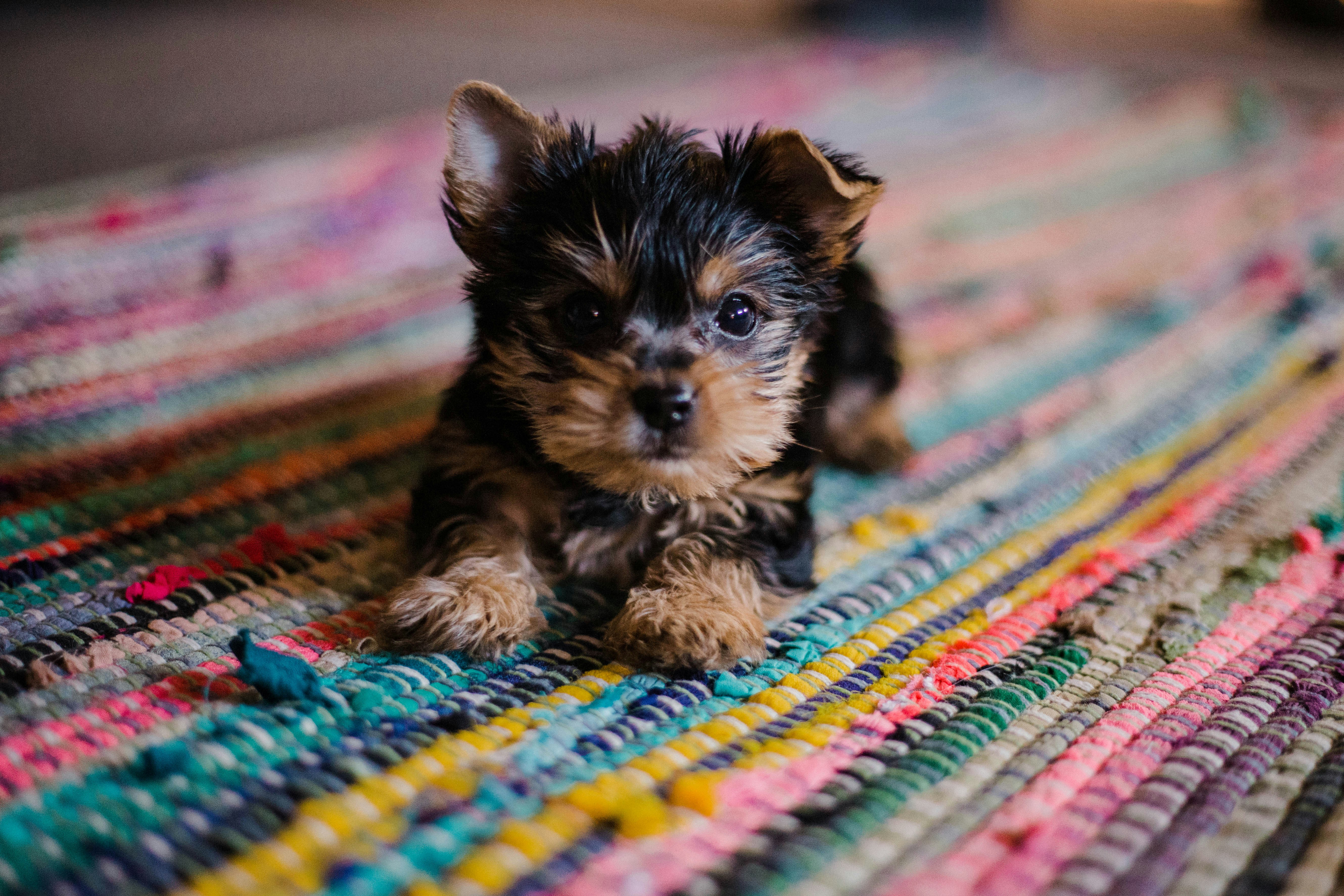 Poodle Nutrition: Feeding Every Size from Toy to Standard