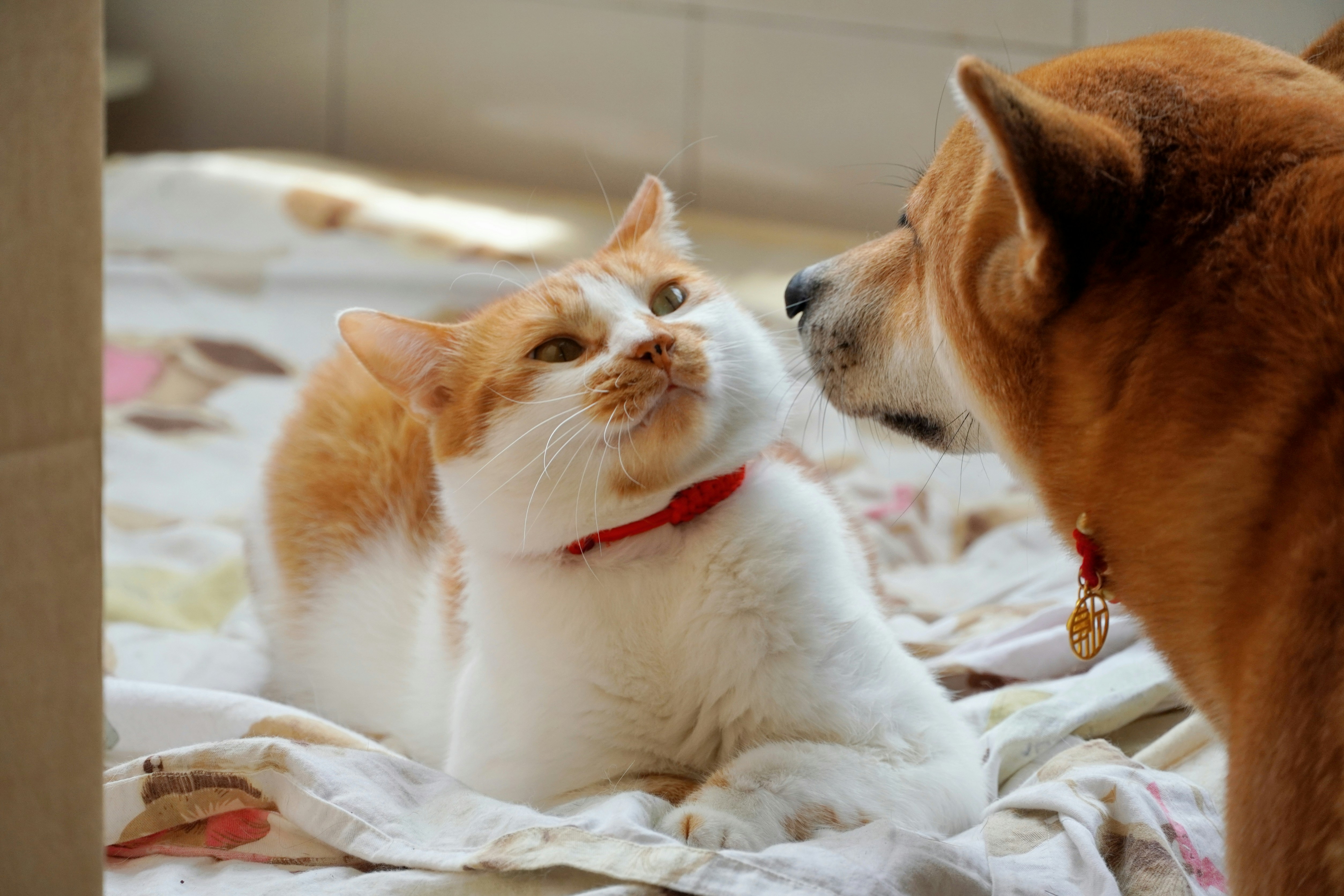 Body Condition Score: How to Assess Your Pet's Weight at Home