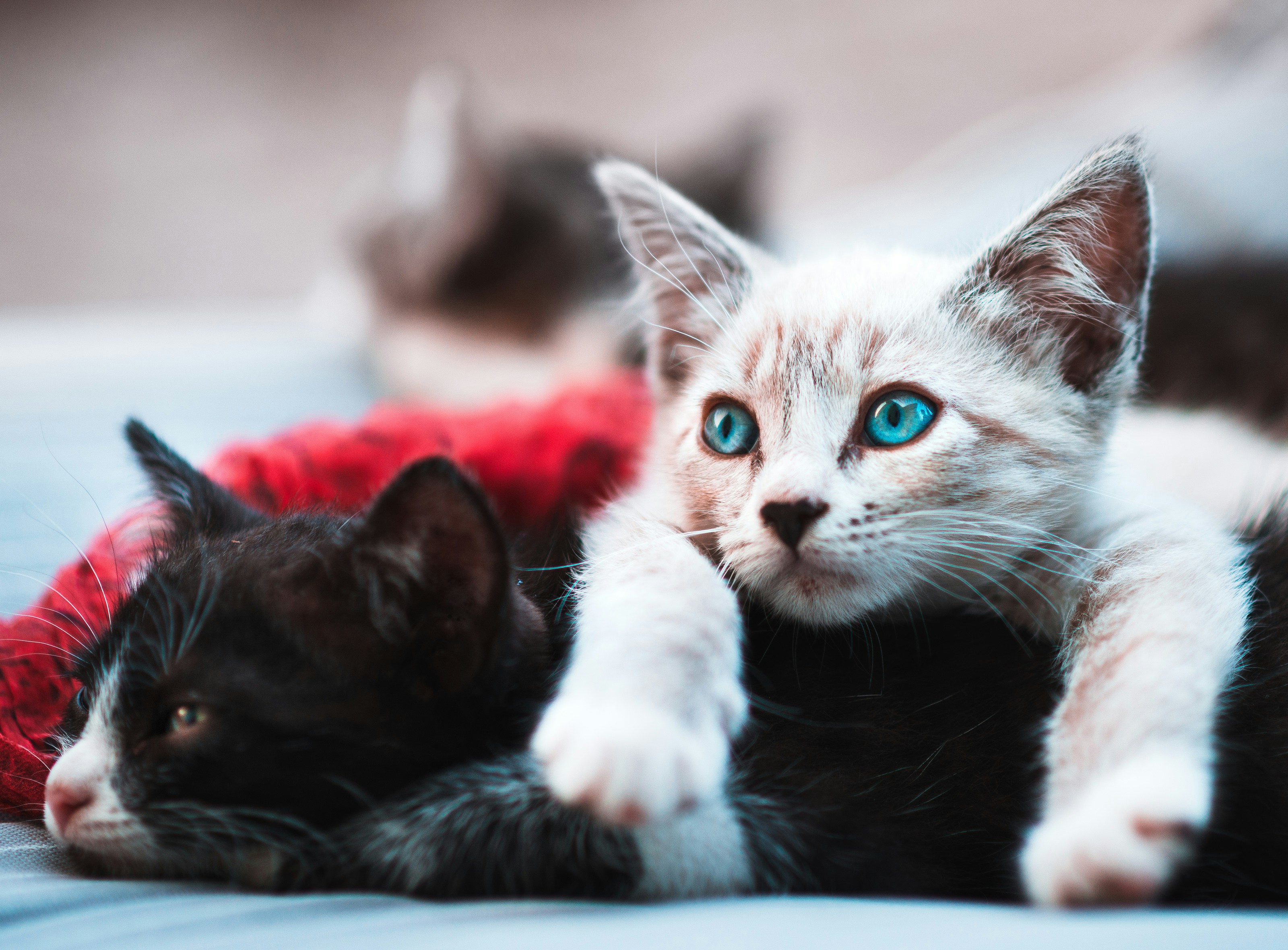 Cat Urinary Tract Health: Diet and Nutrition Guide