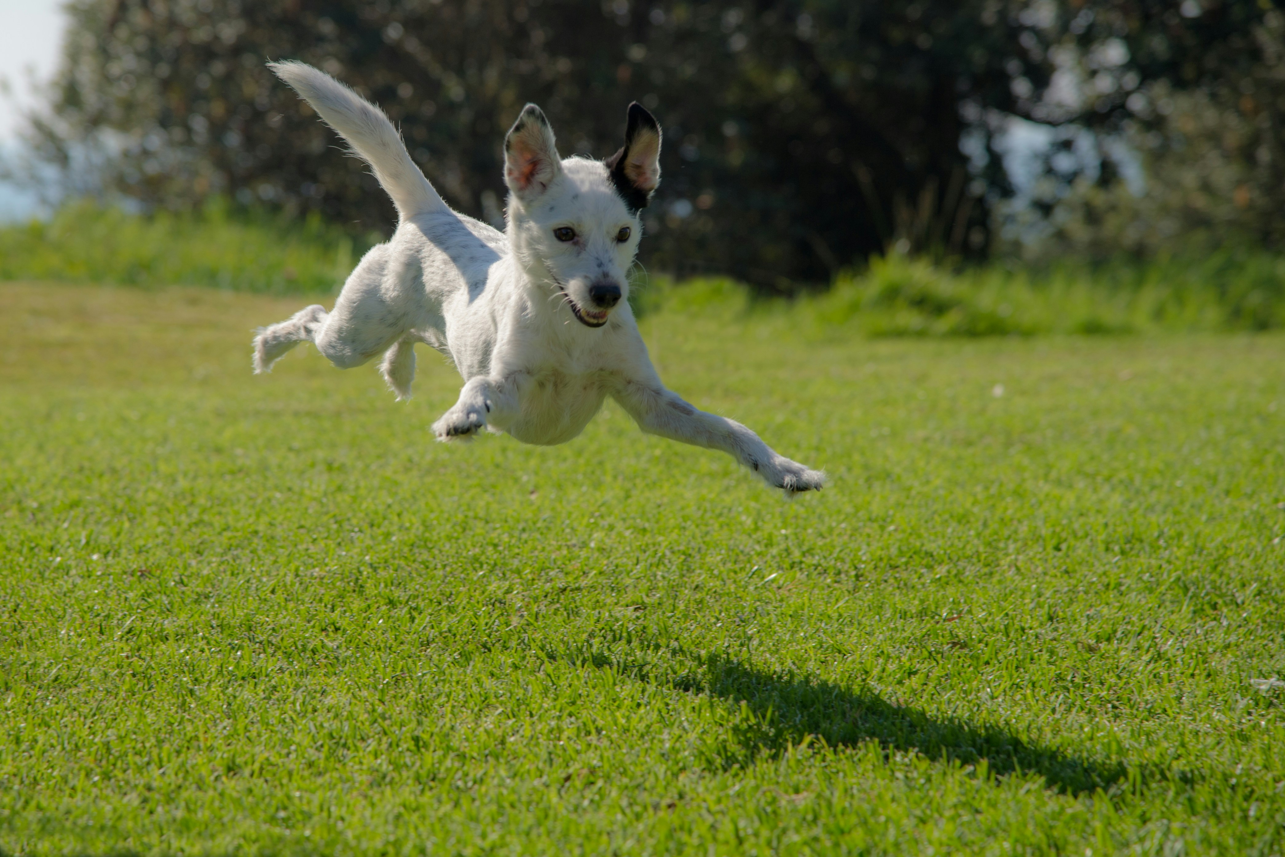 Beagle Nutrition: Managing the Food-Driven Hound