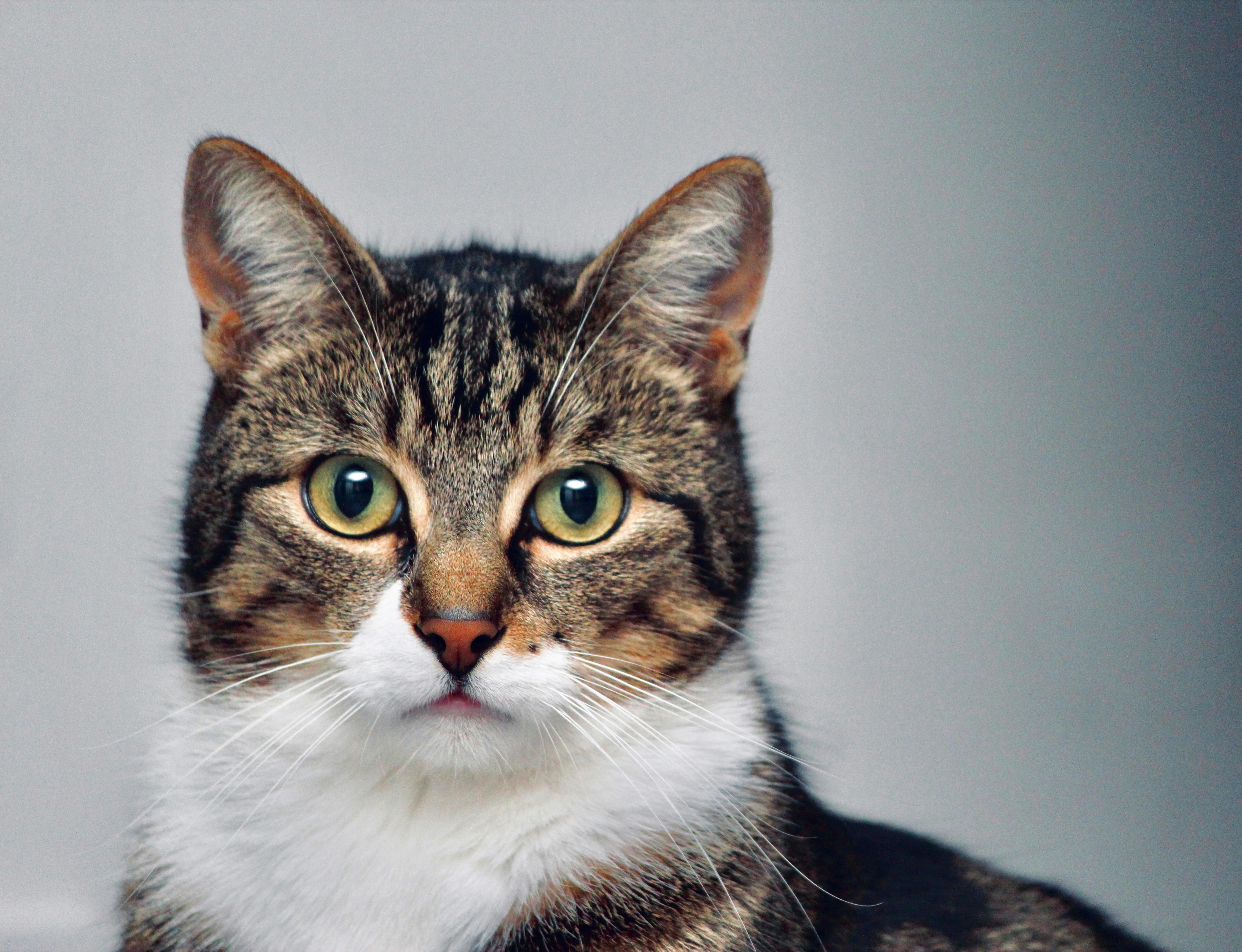 Diabetes Diet for Cats: Managing Feline Diabetes Through Nutrition