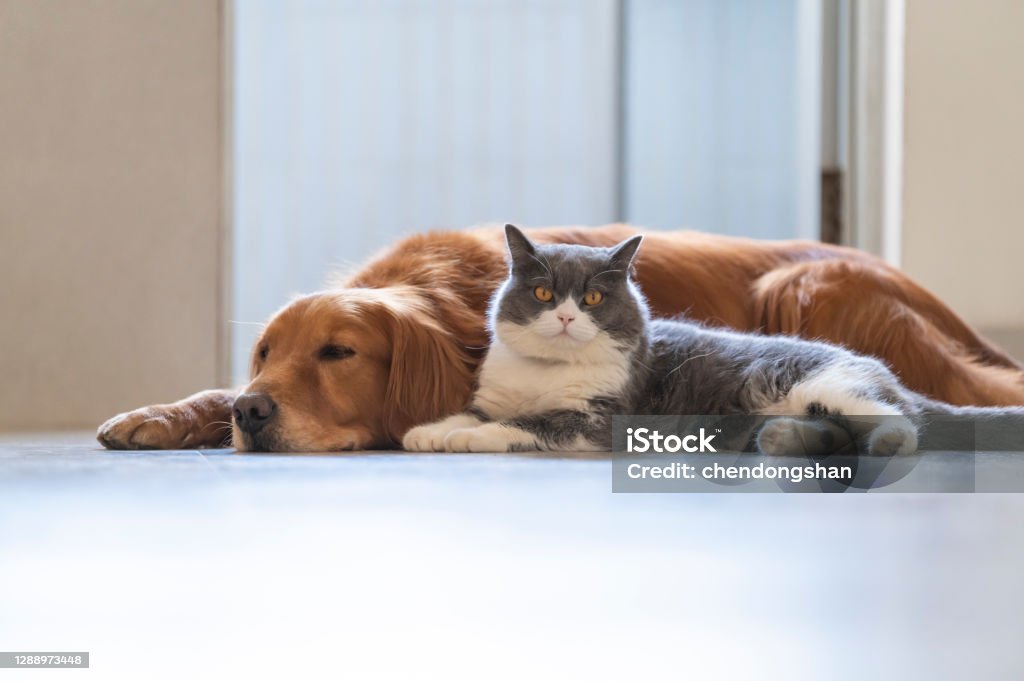 Weight Loss for Senior Dogs: Safe Strategies for Older Dogs