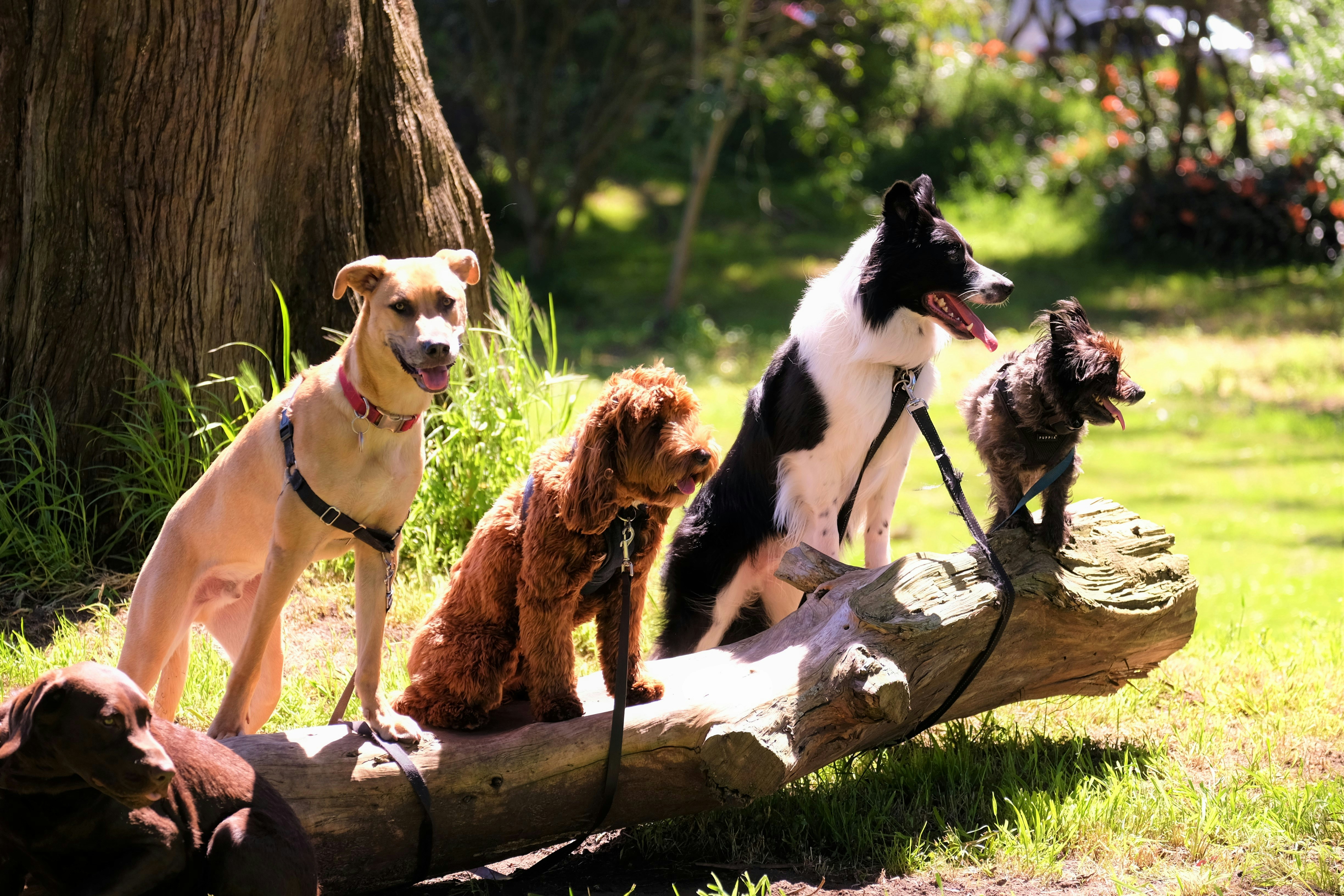 Large Breed Puppy Nutrition: Preventing Growth Disorders