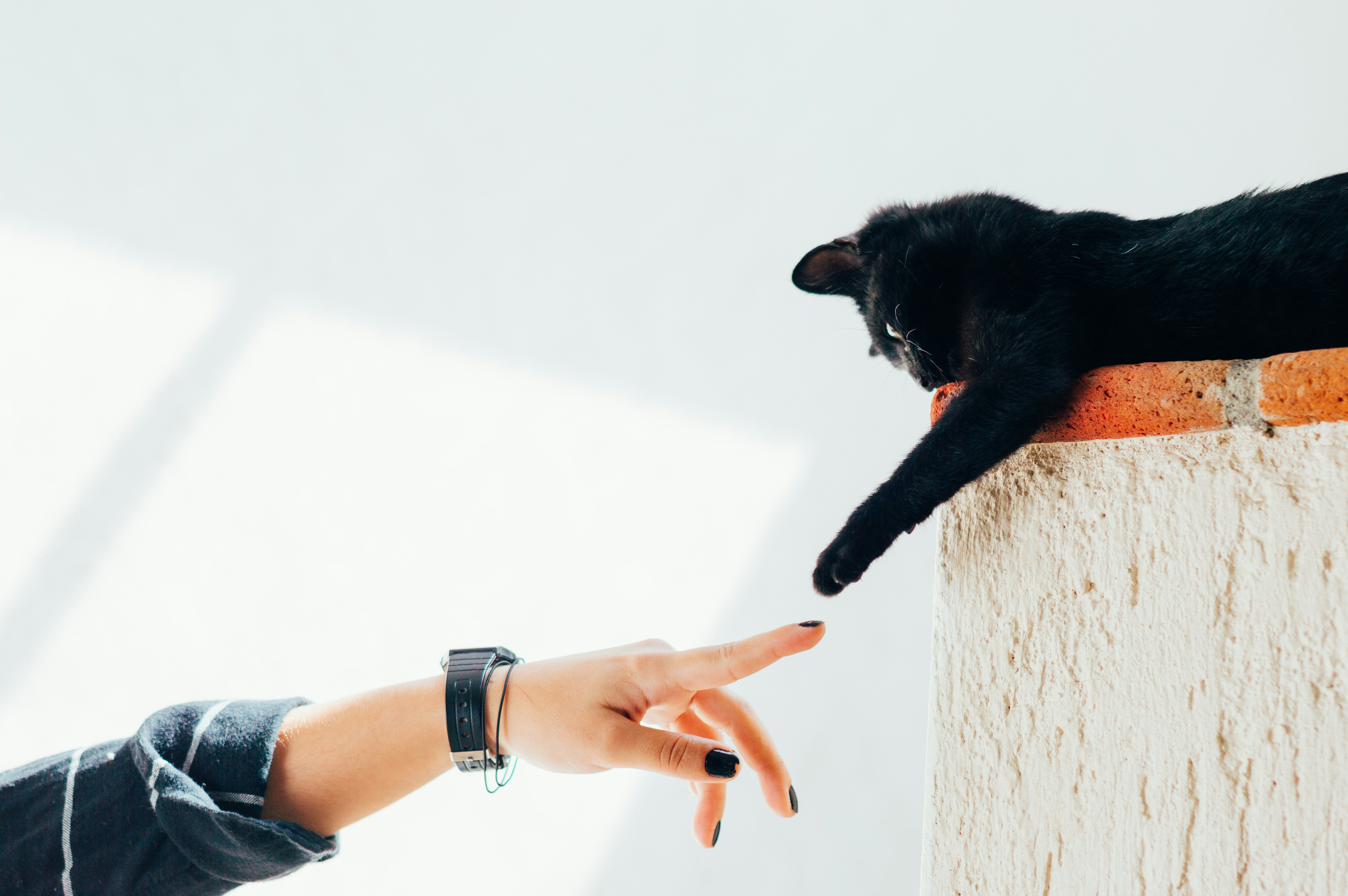 Siamese Cat Nutrition: Fueling an Active and Vocal Breed