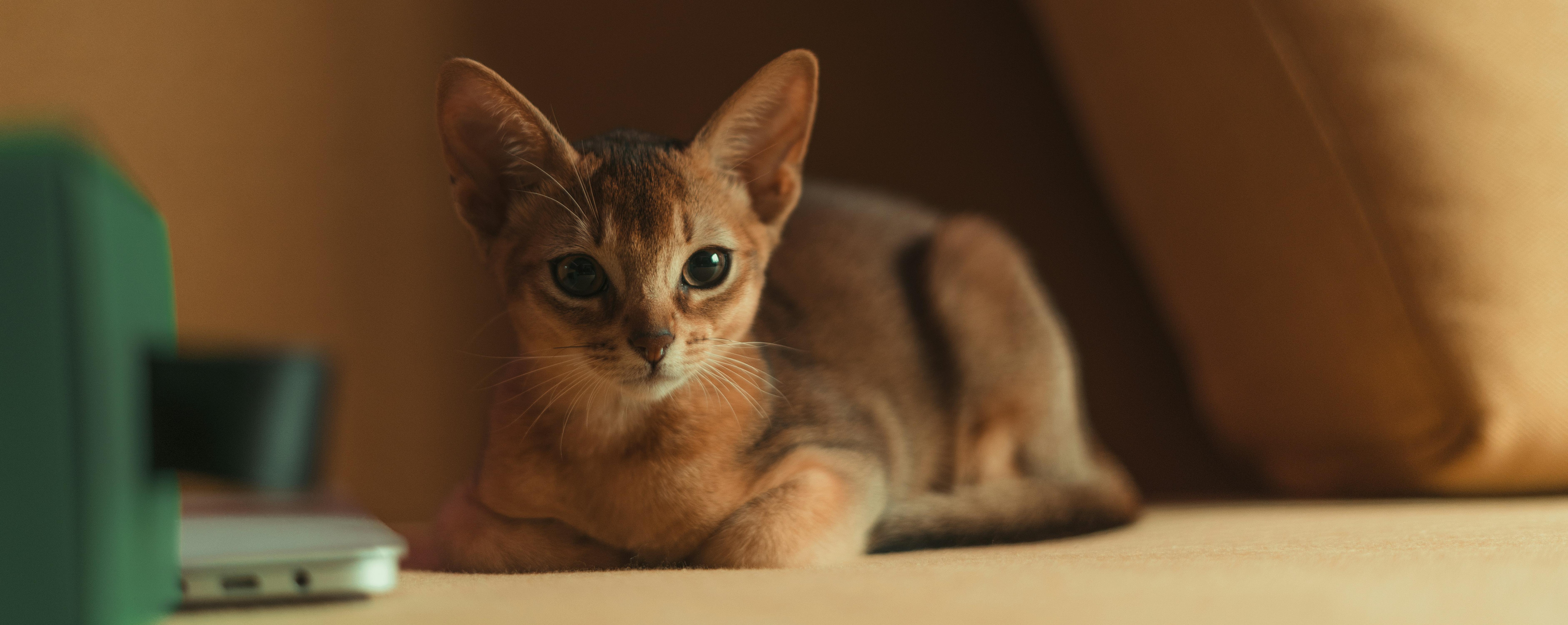 Kitten Food for Sensitive Stomach: A Practical Diet for Abyssinian Kittens