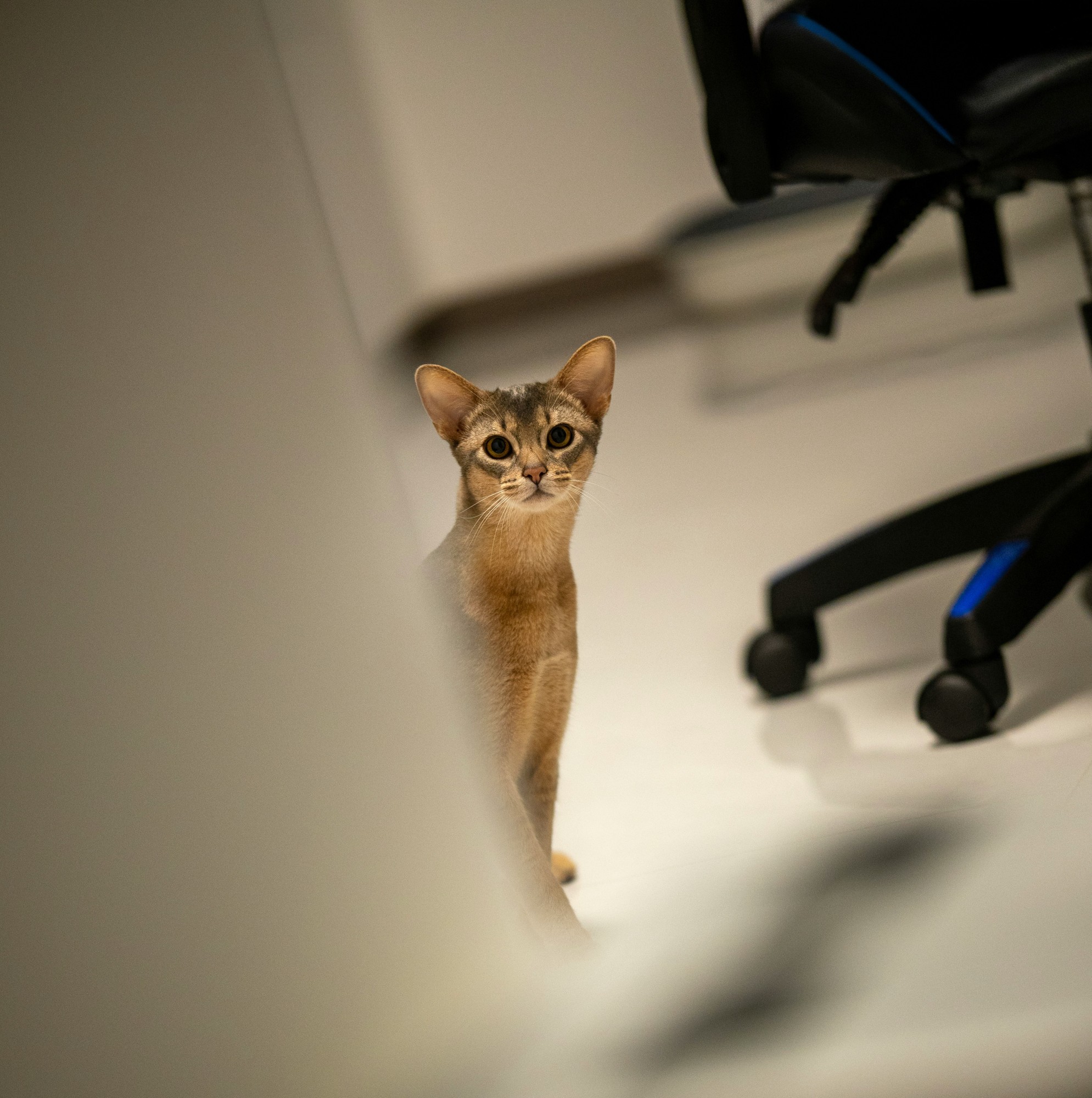 Cat Food for Hairballs: Abyssinian Kitten Guide
