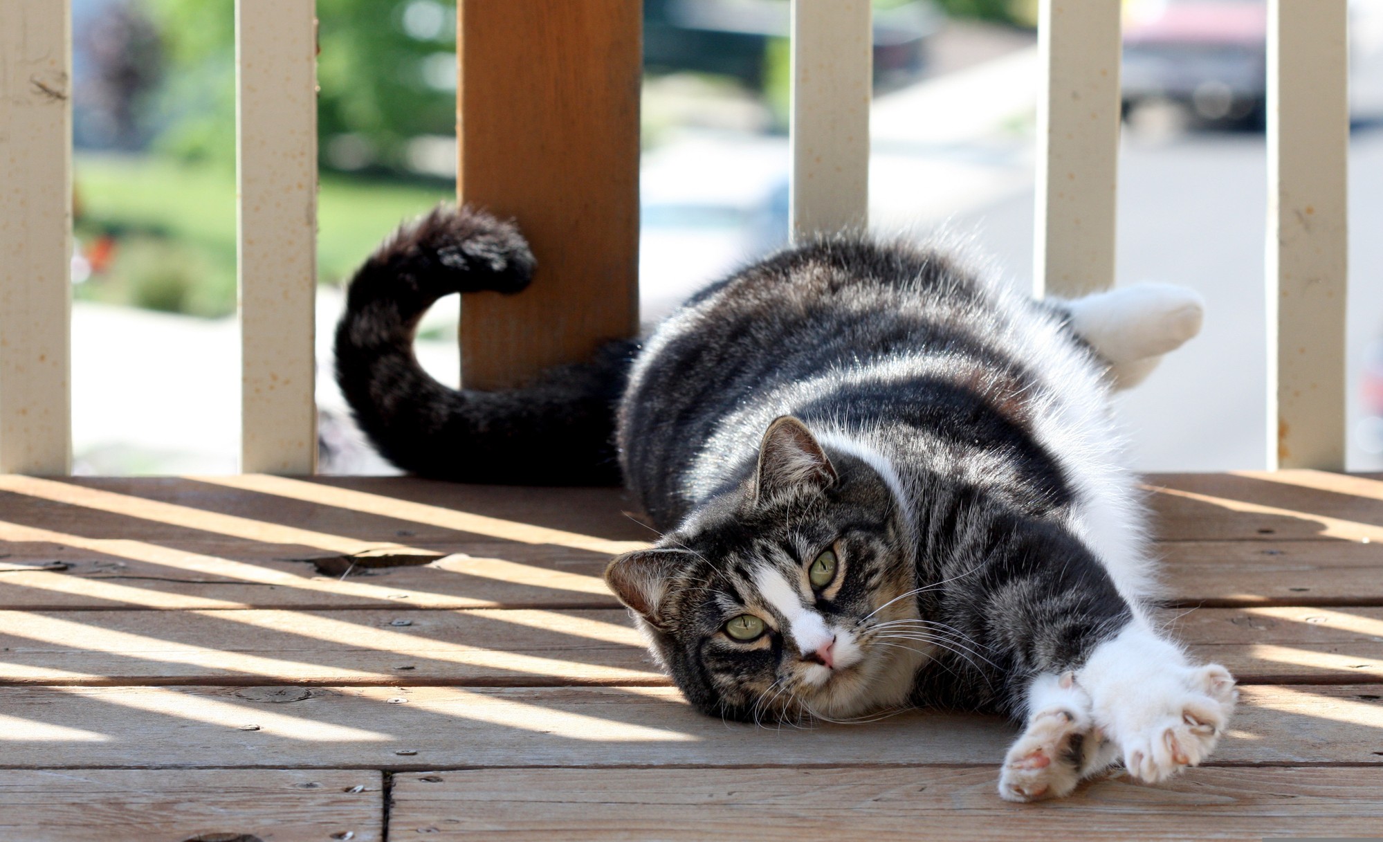 How to Feed an American Shorthair Kitten Under 5 lbs With Air-Dried Food