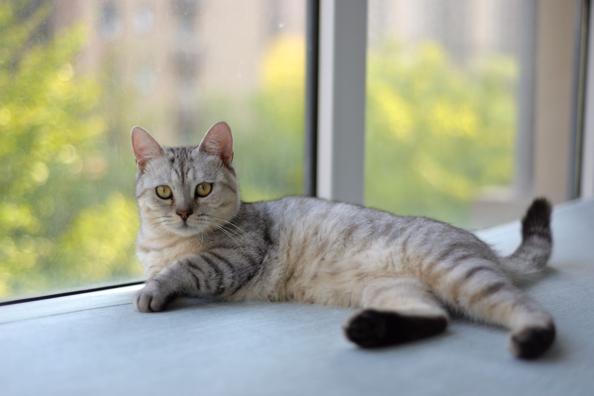 Kitten Food for Sensitive Stomach: American Shorthair Guide