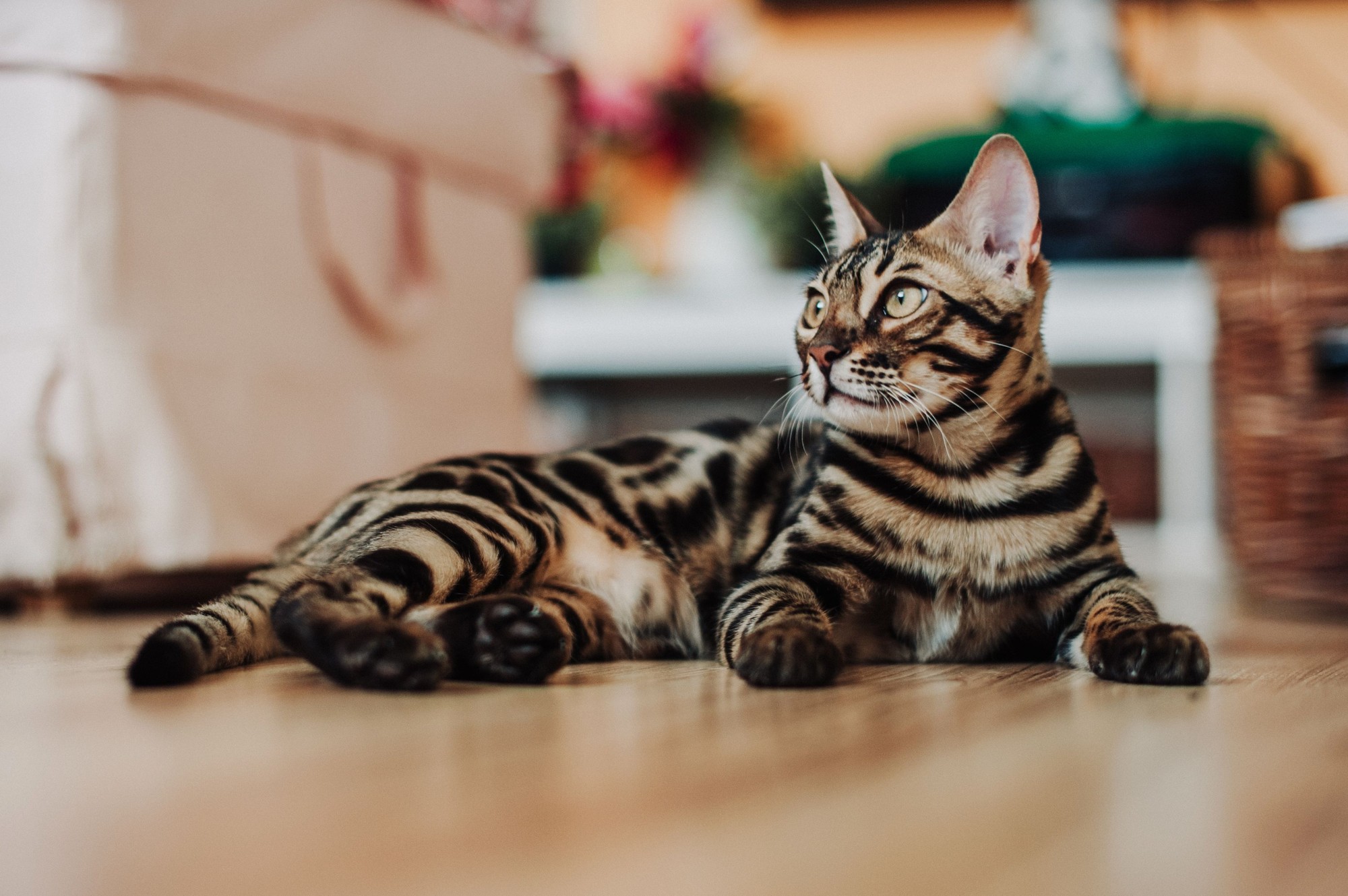 Bengal Kitten Food: Nutrition, Feeding & Hairball Support