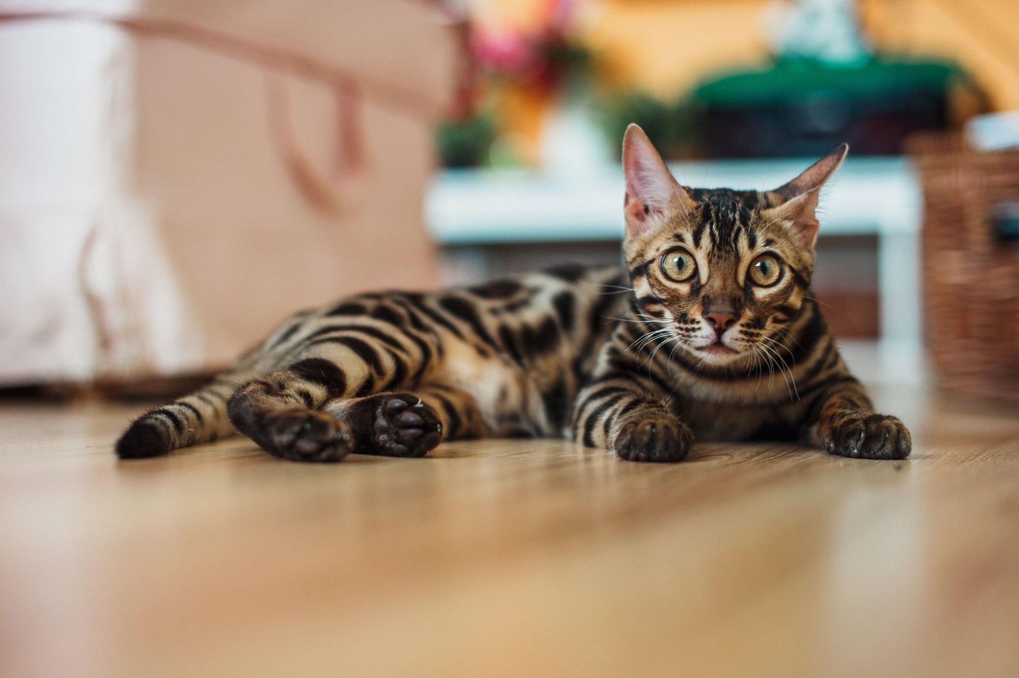 Bengal Kitten Food Guide: Nutrition for Healthy Growth and Weight