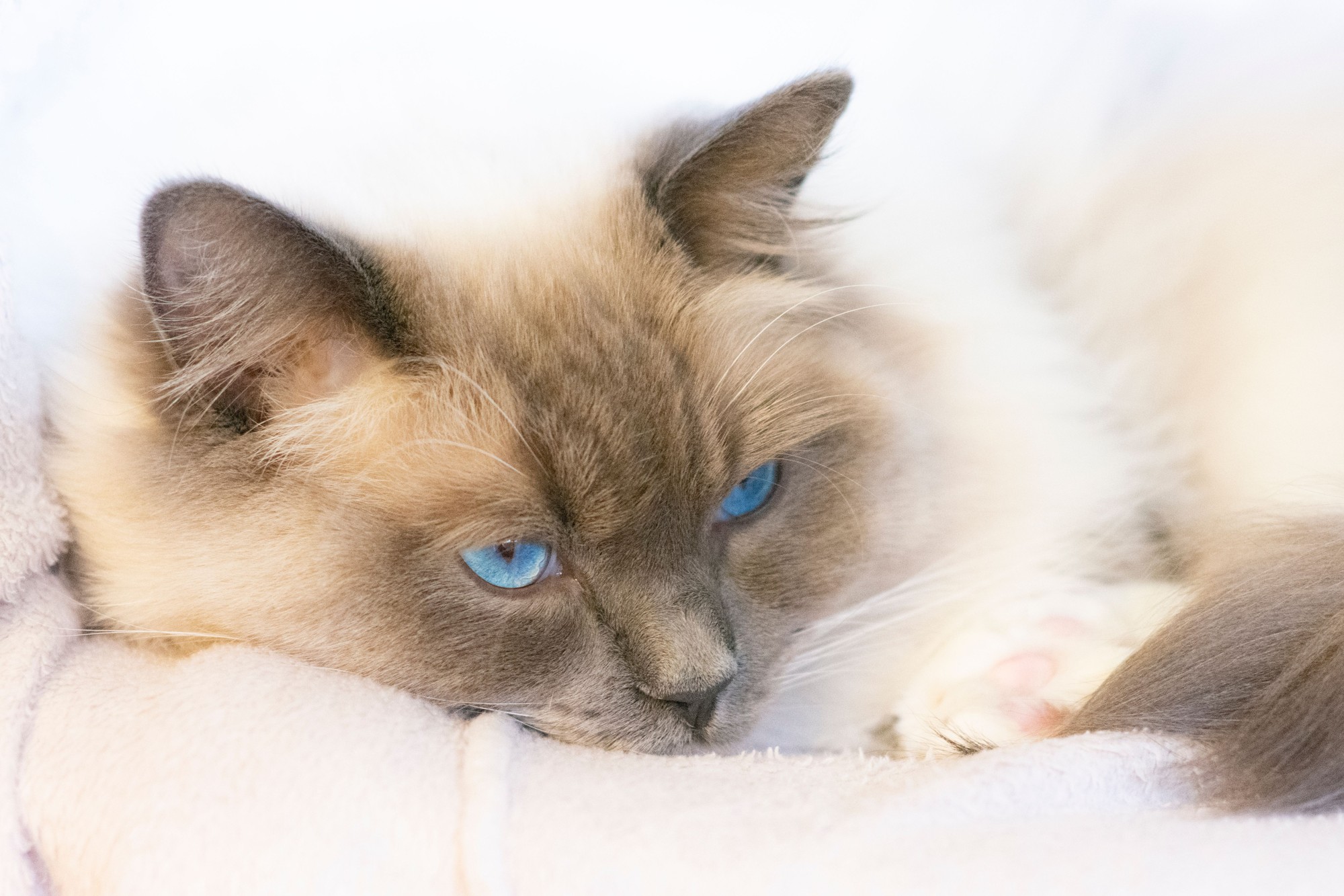 What Should an Adult Birman Cat Eat? A Practical Nutrition Guide