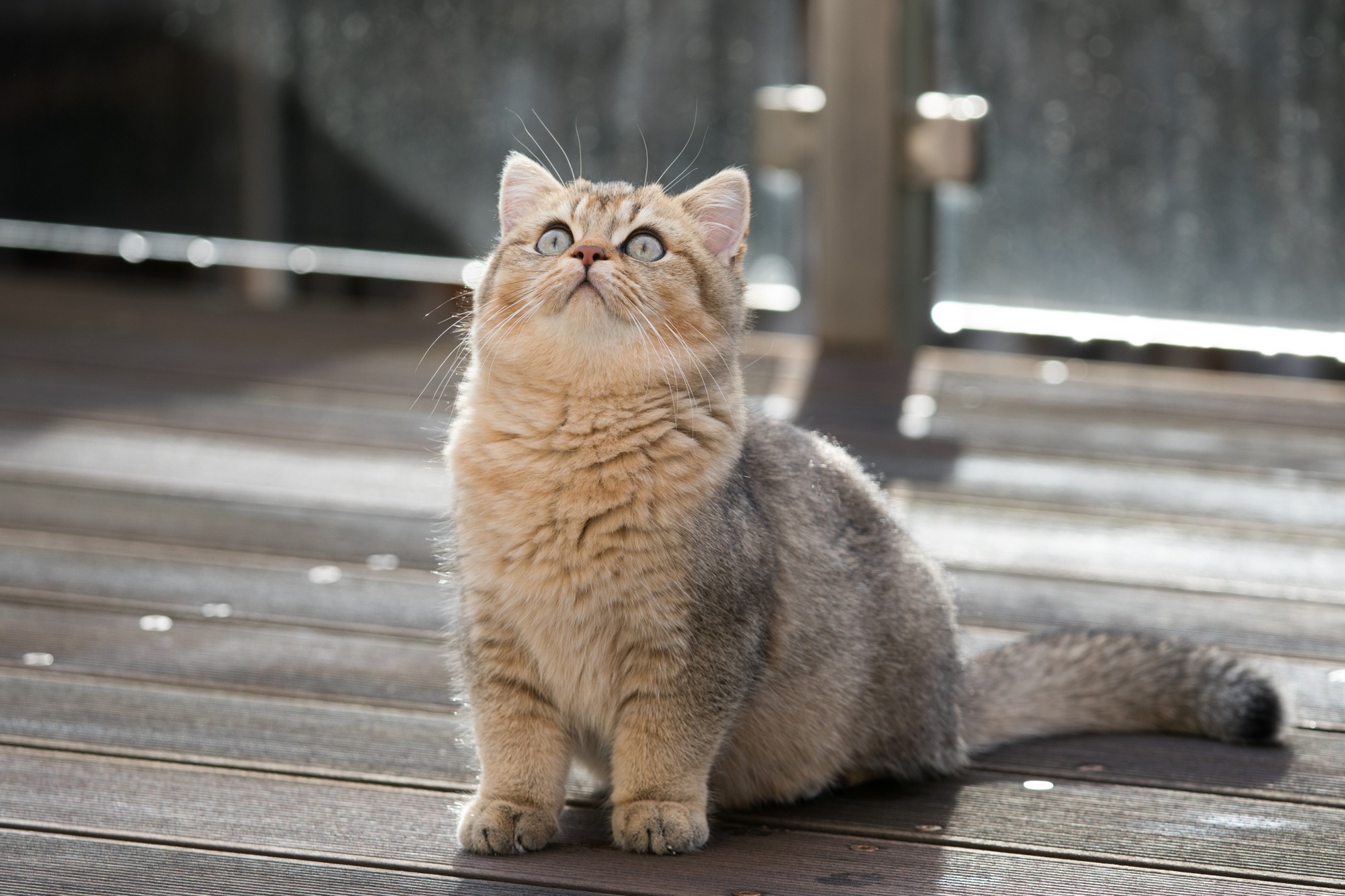 Healthy Weight Cat Food for British Shorthair Kittens