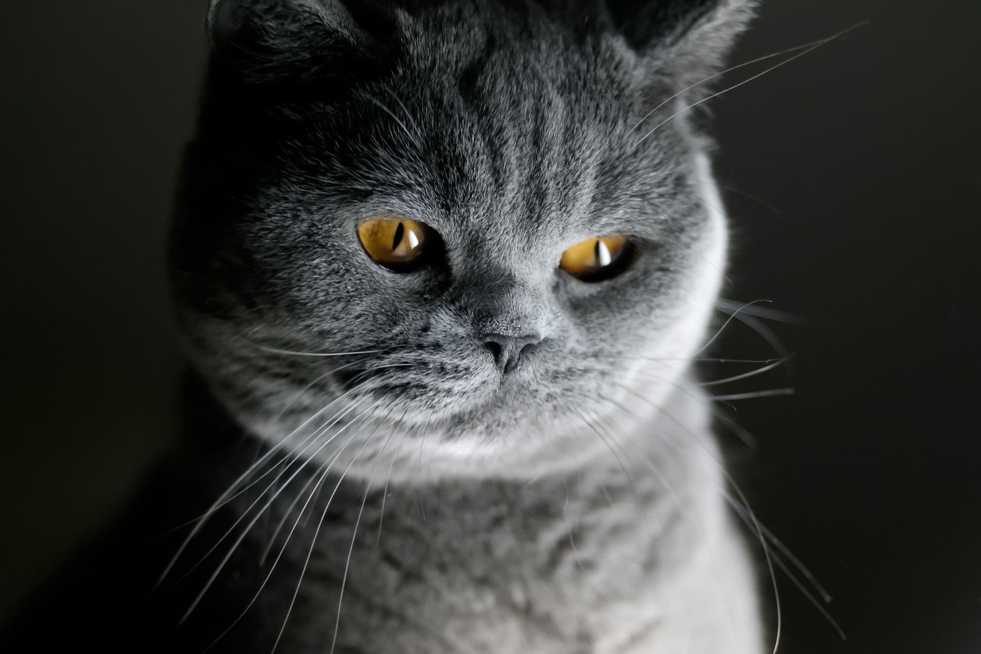 Easy to Digest Cat Food for a British Shorthair Kitten Under 5 lbs