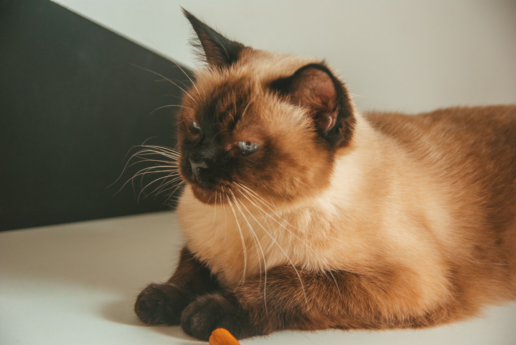 Air-Dried Cat Food for Burmese Cats: What to Look For