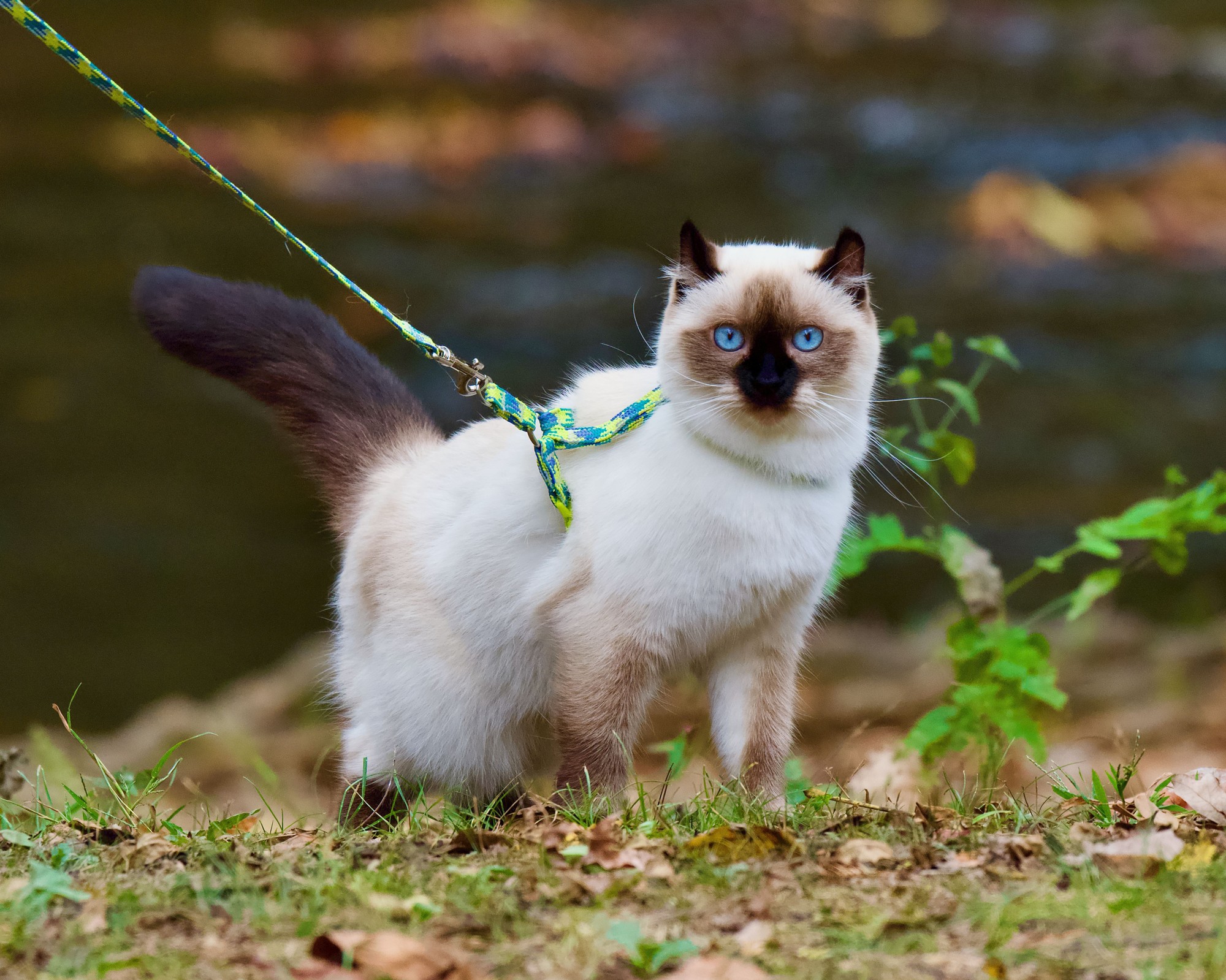 Healthy Weight Cat Food for Himalayan Kittens