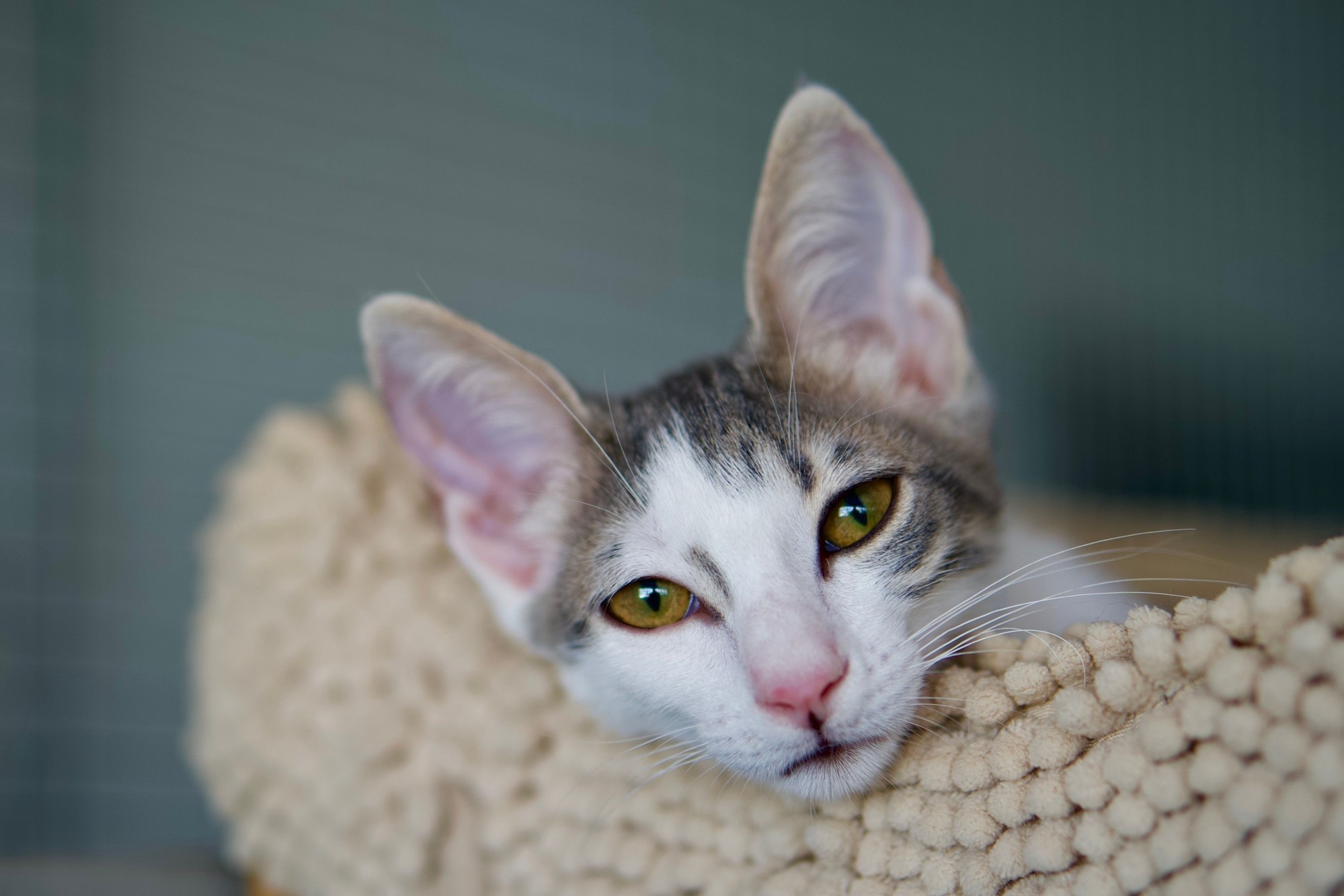 Senior Cat Food for Weight Management: What Older Oriental Longhair Cats Need