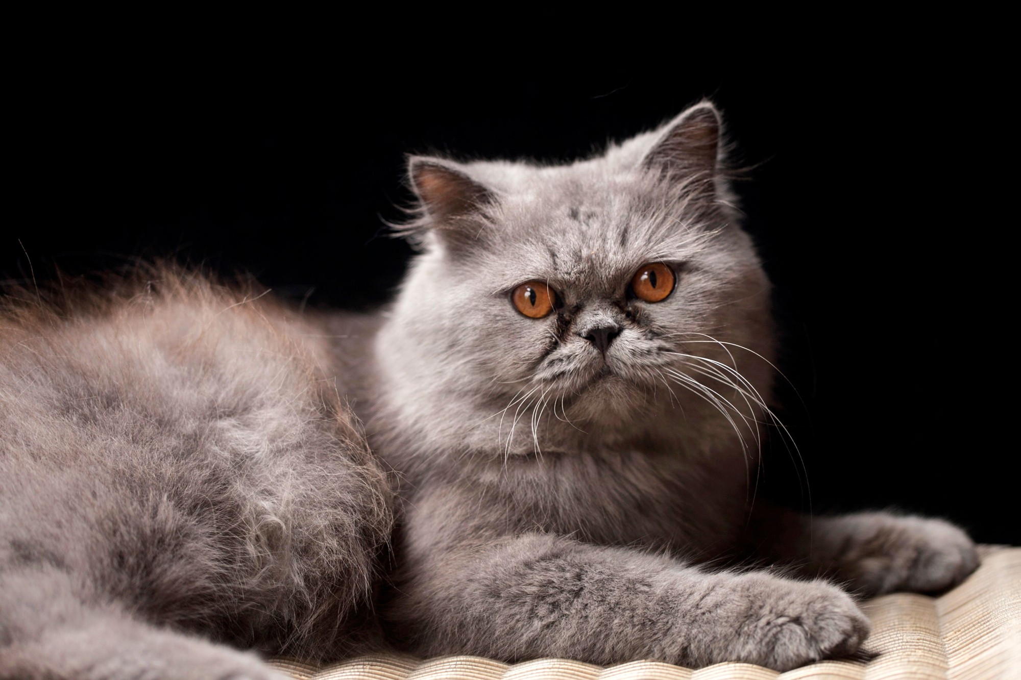 Food for Persian Kitten: Nutrition and Feeding Tips