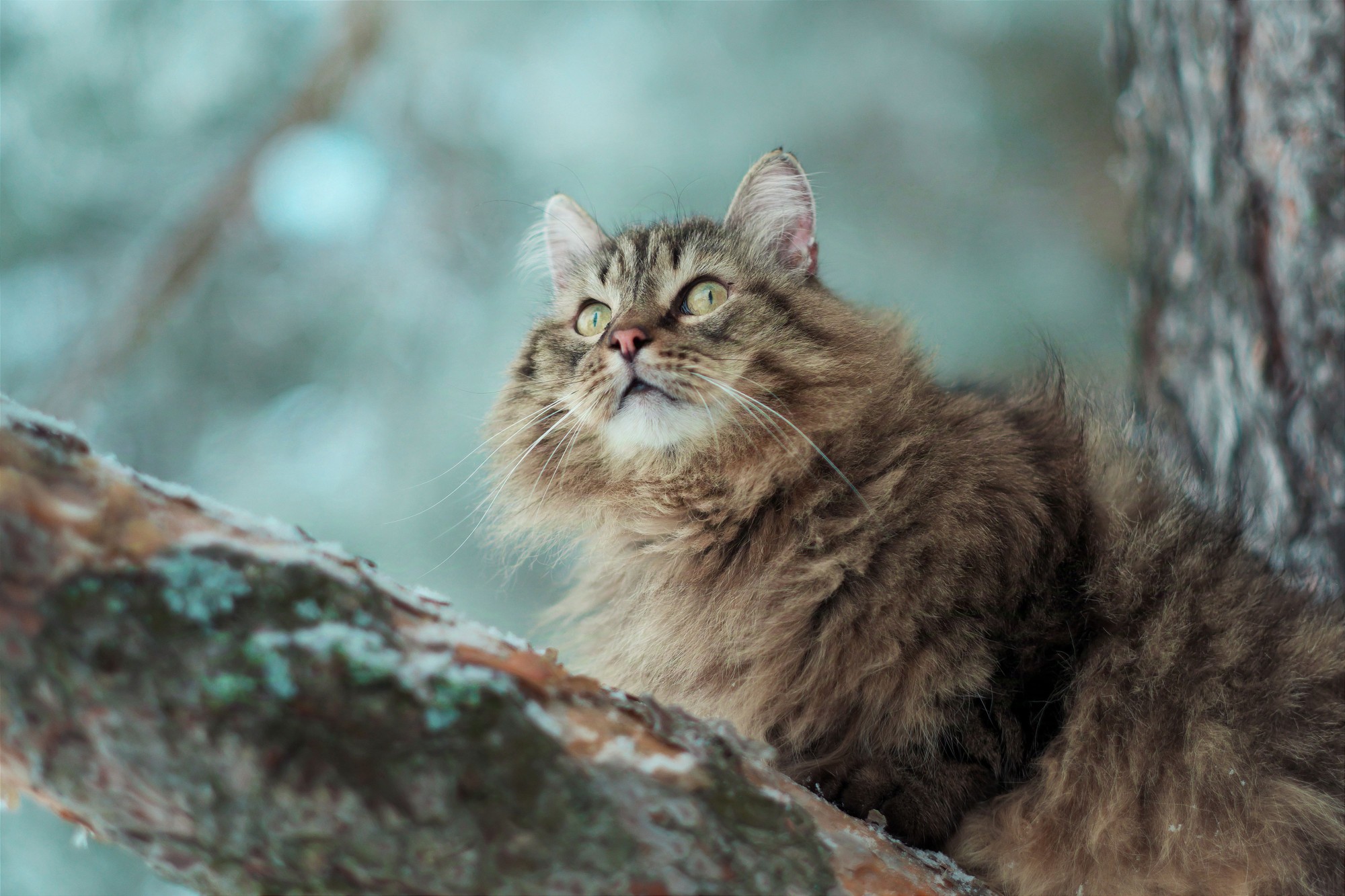 Adult Cat Nutrition for Siberian Cats: Supporting Their Unique Coat and Lifestyle
