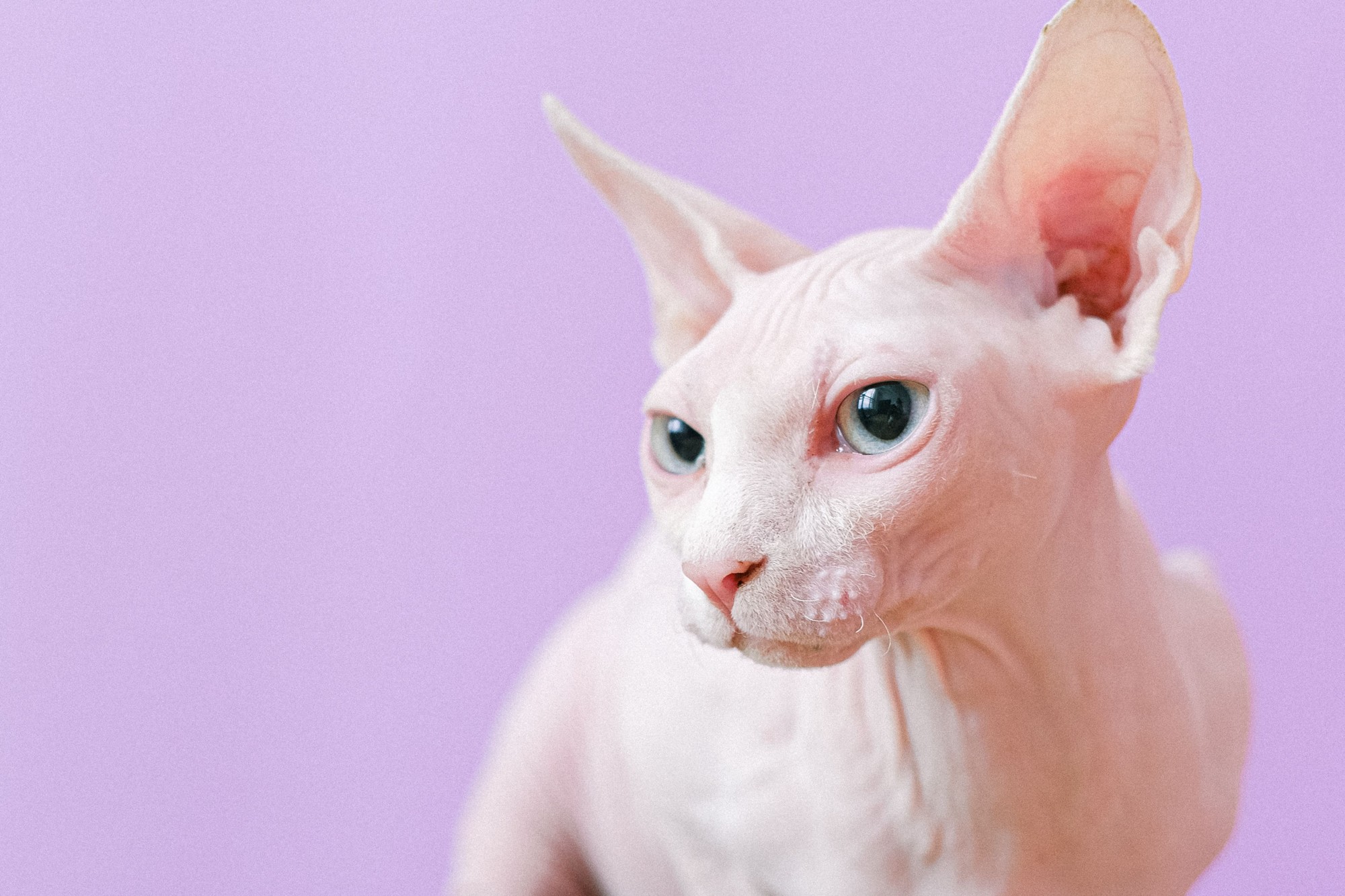 Senior Cat Food for Healthy Weight & Daily Nutrition
