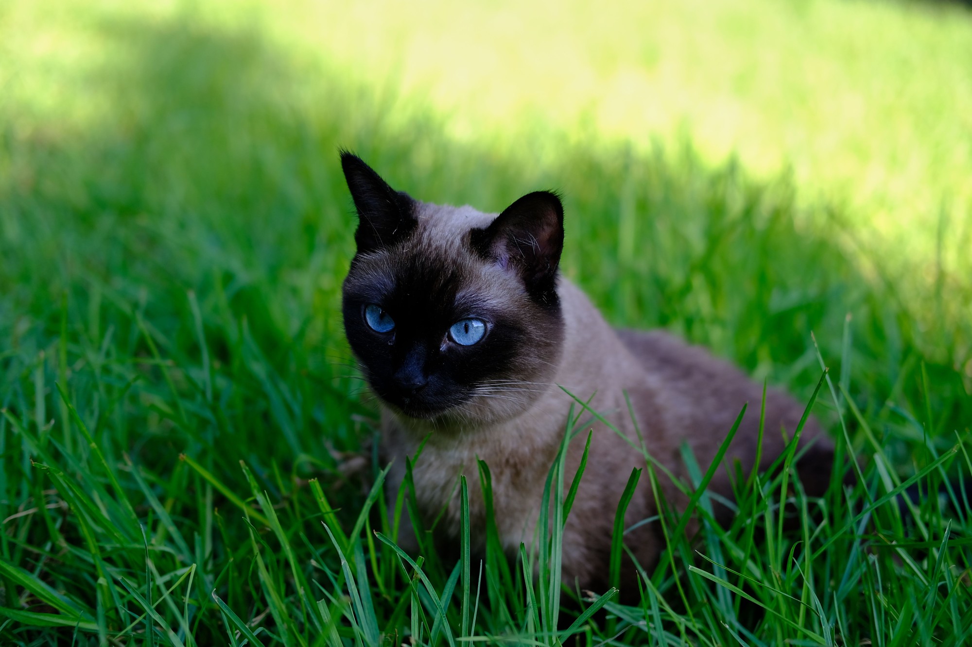 Wet Cat Food for Tonkinese Kittens: Everyday Feeding Guide