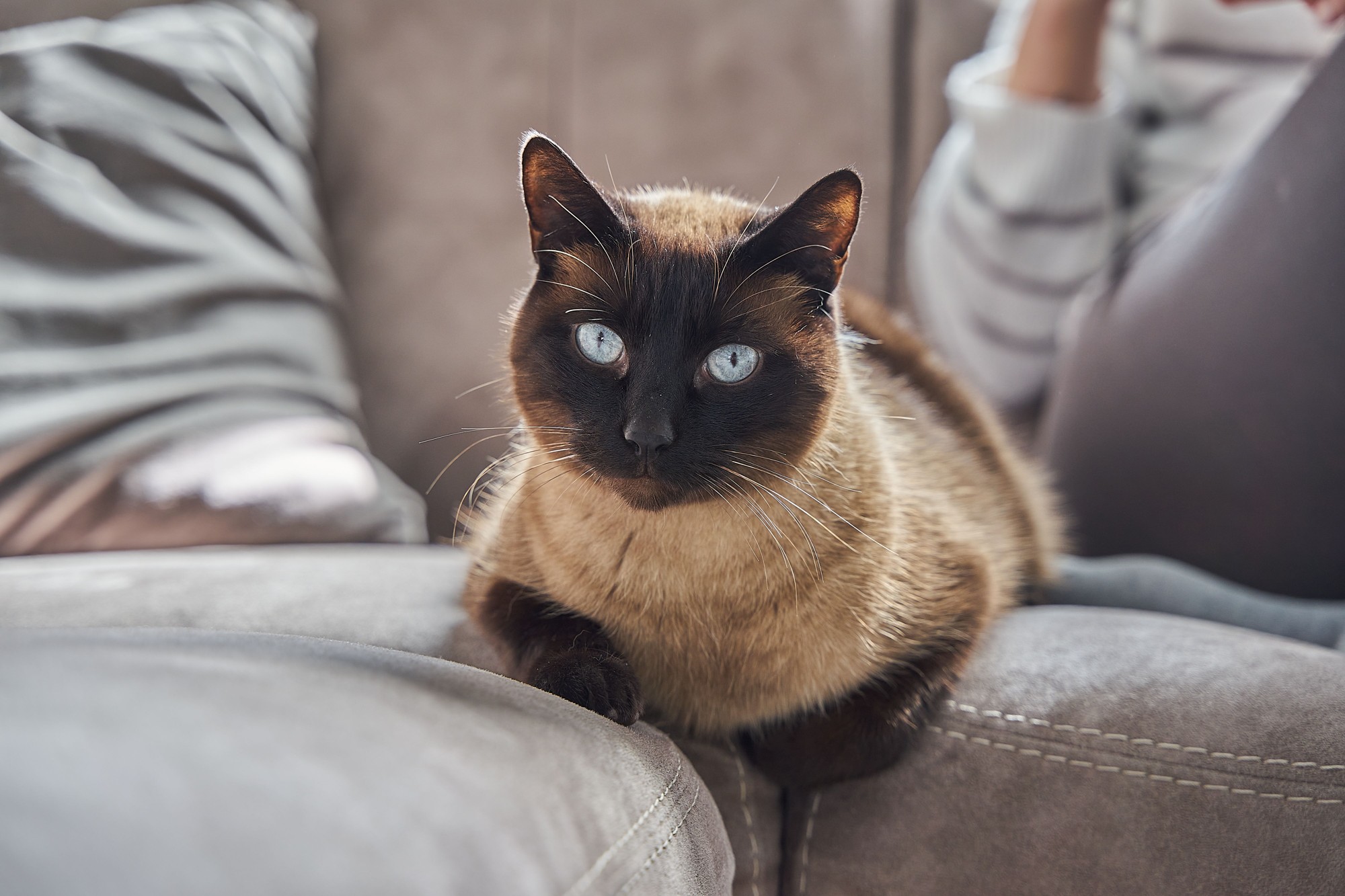 Kitten Food for Tonkinese: Wet Cat Food for Daily Health Support