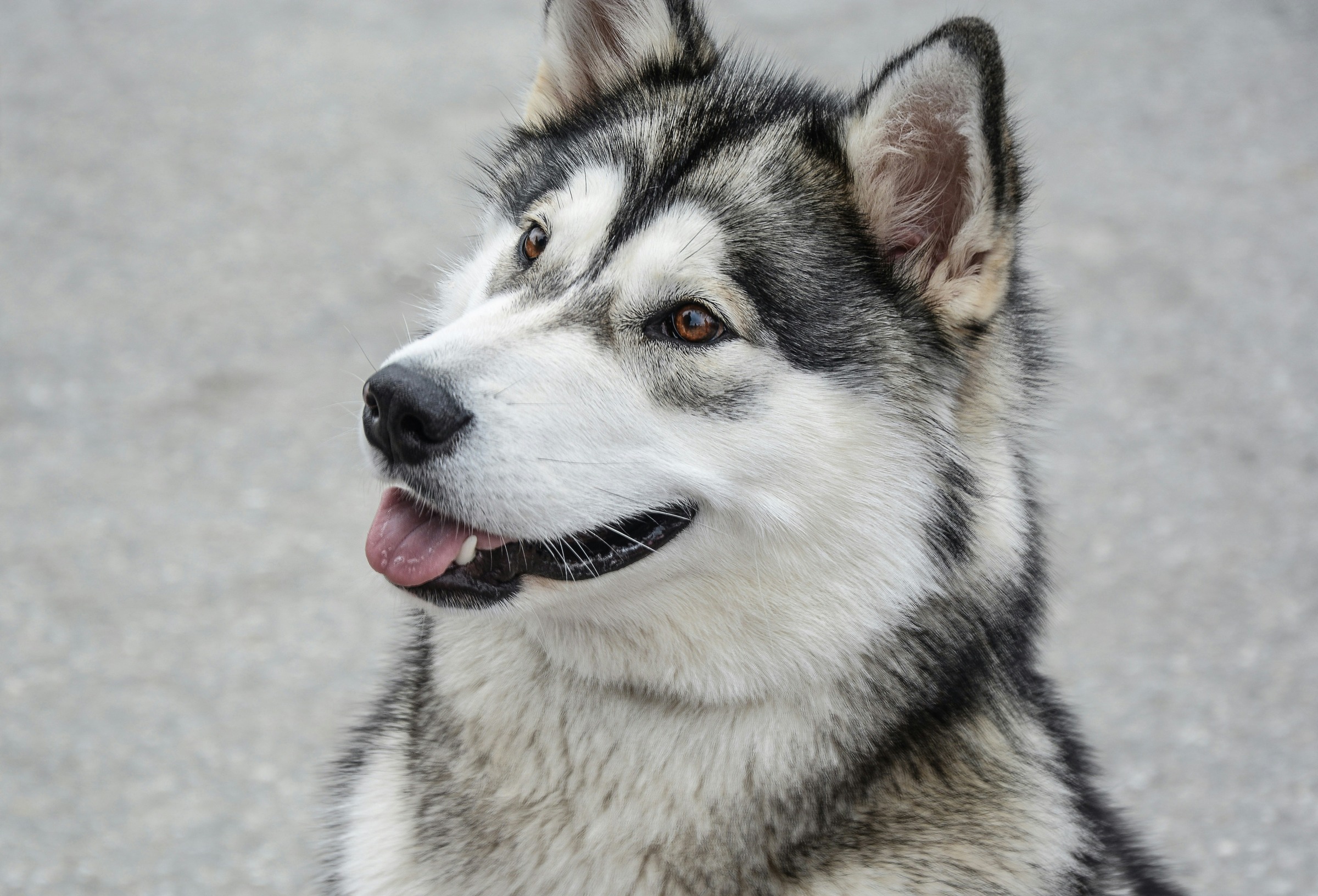 Alaskan Malamute Puppy Diet: Choosing Food for Healthy Growth