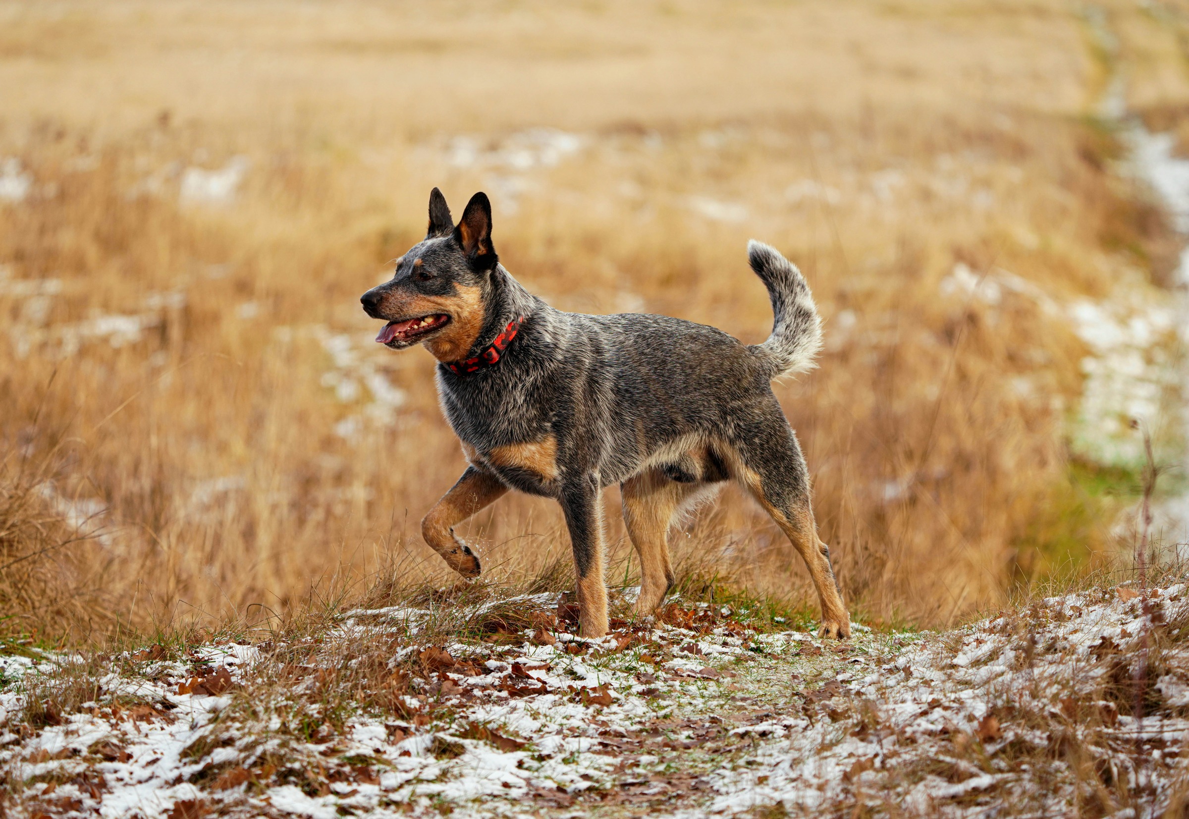 Australian Cattle Dog Puppy Nutrition: Choosing Food for Healthy Skin