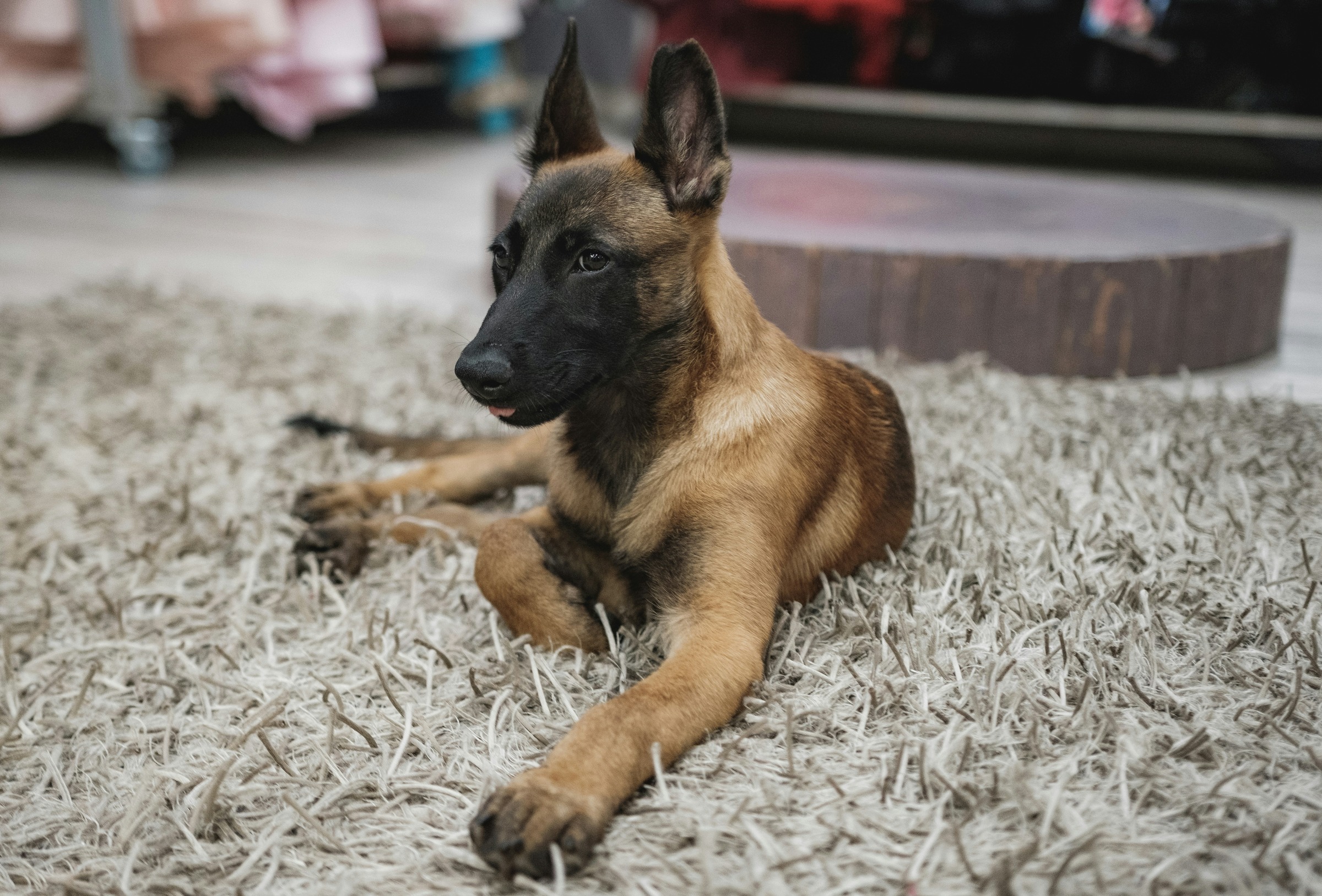 Canned Dog Food for a Belgian Malinois With a Sensitive Stomach