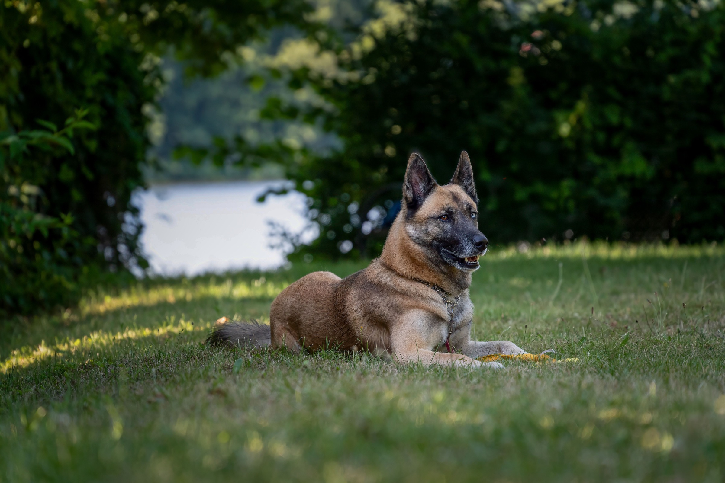 Dog Food for Allergies and Sensitive Stomach: A Belgian Malinois Guide