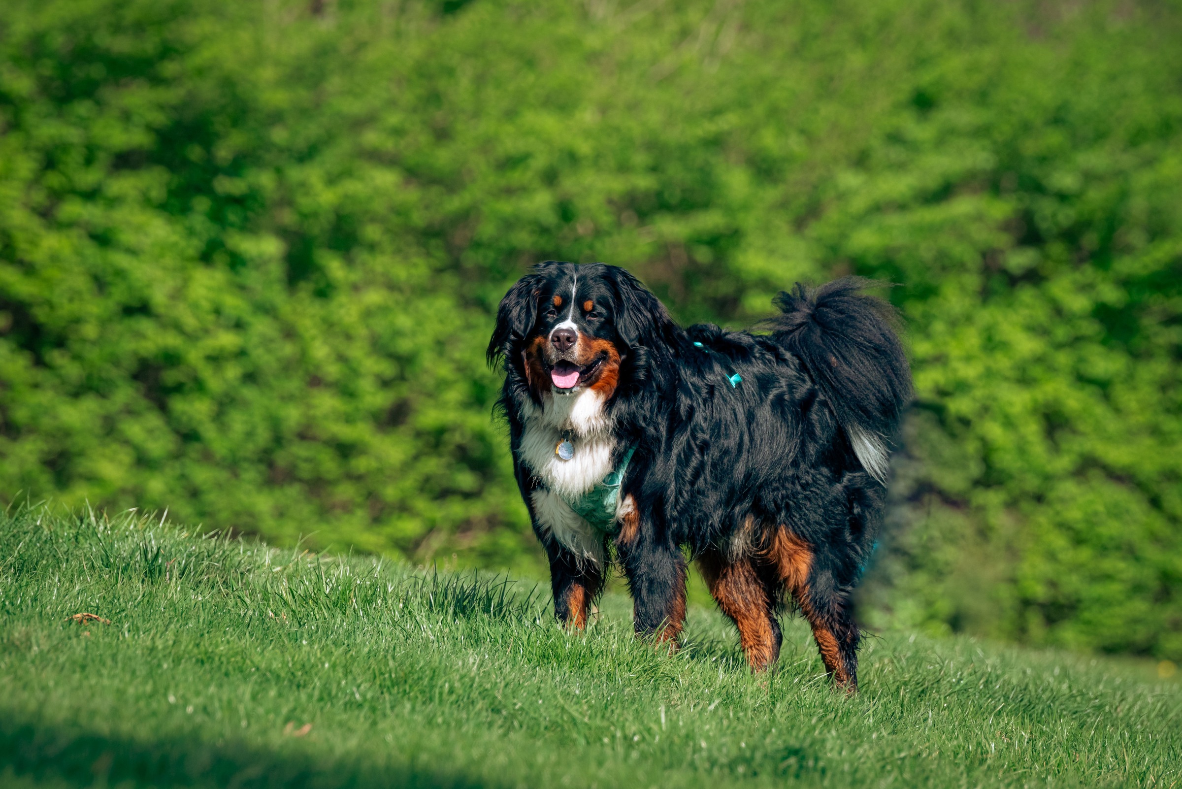 Bernese Mountain Dog Food: Beef, Wet Food & Daily Nutrition