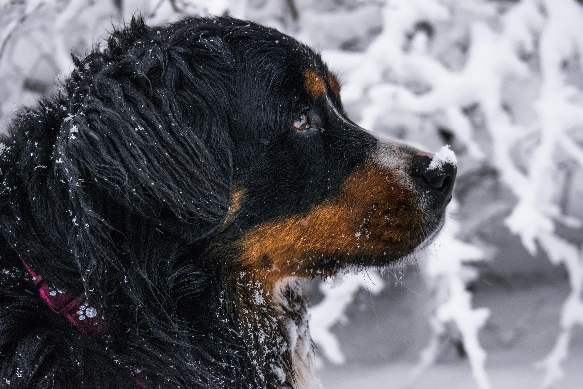 Why Choose Venison Wet Food for Bernese Mountain Dogs? Exploring Nutrition and Ingredients
