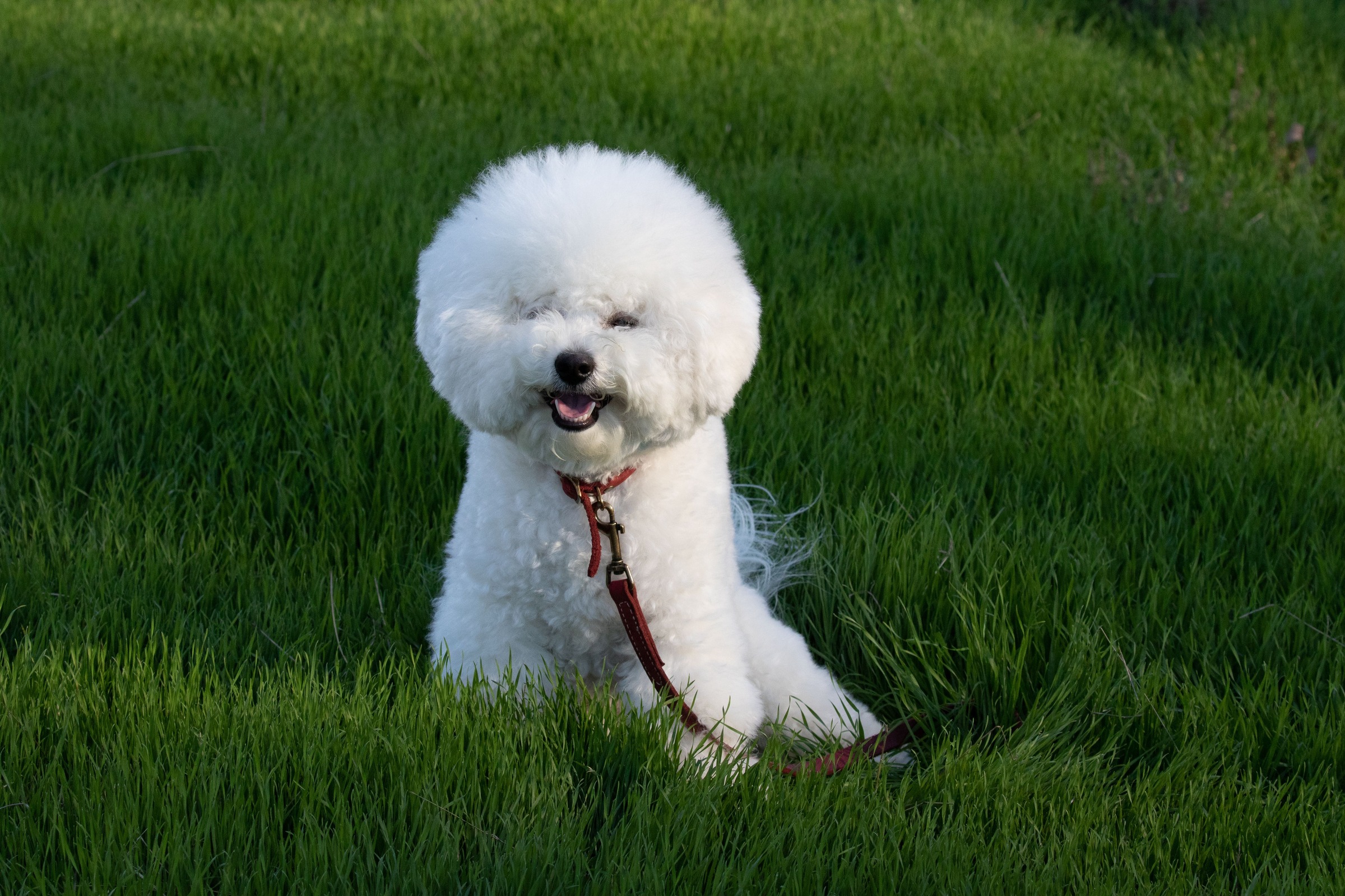 Bichon Frise Puppy Food Guide: What Young Puppies Need