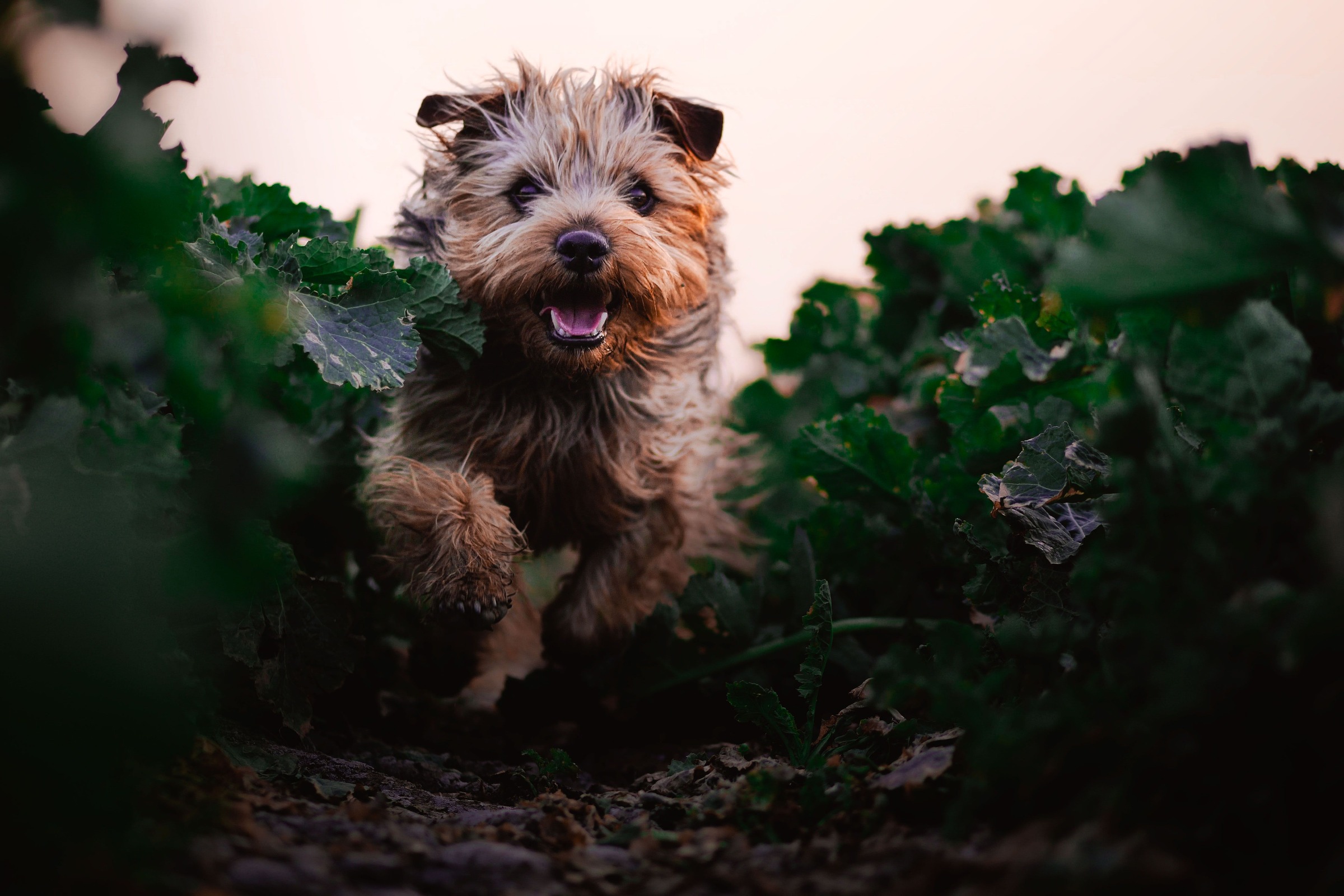 Senior Dog Food for Healthy Weight: A Guide for Older Border Terriers