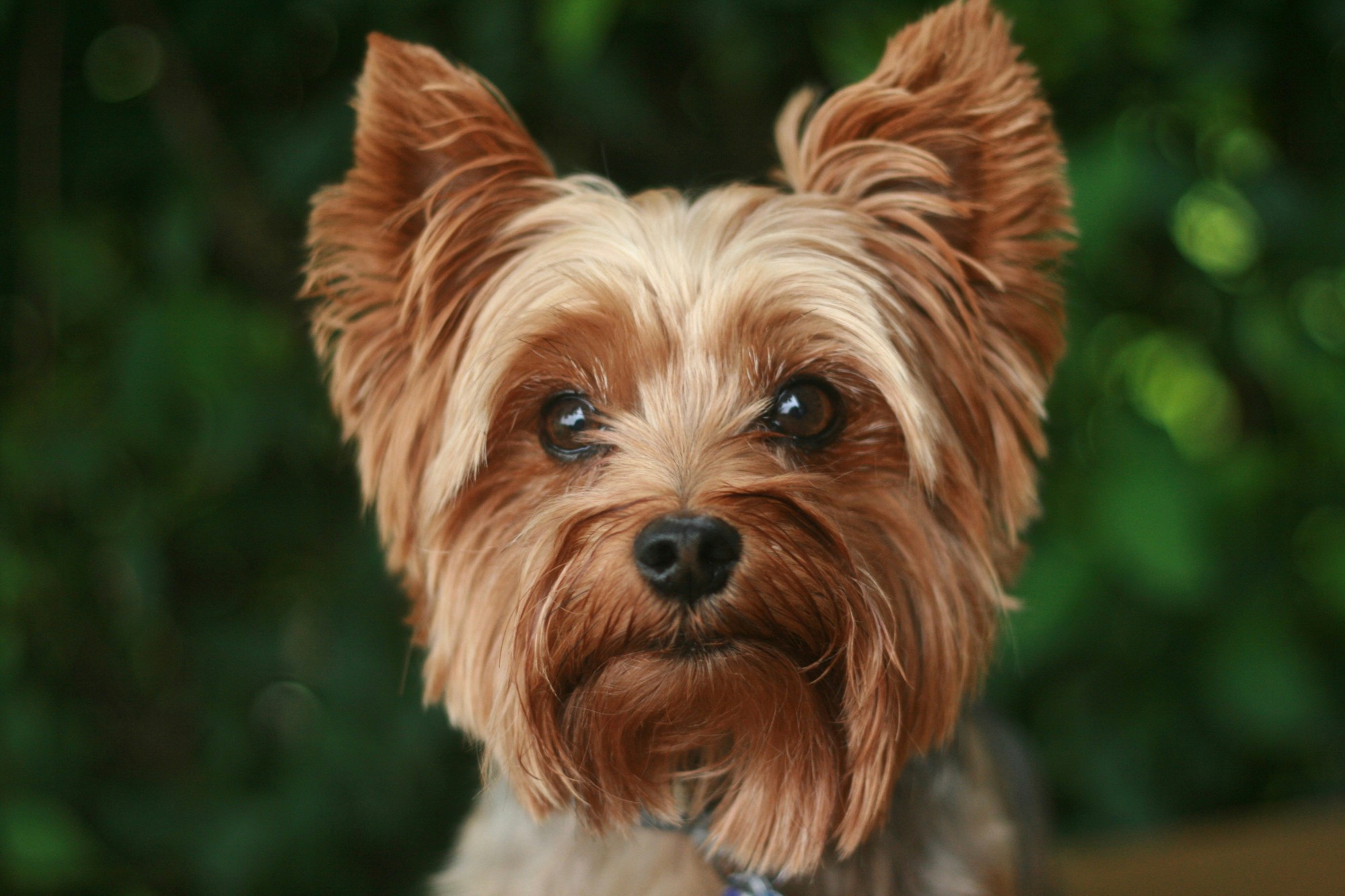 Senior Yorkshire Terrier Nutrition: Supporting Coat Health and Daily Wellness